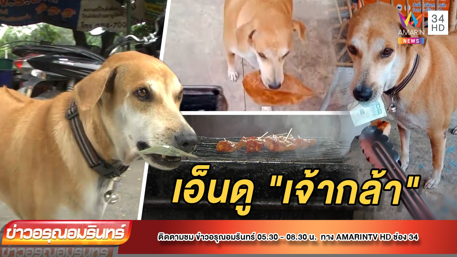 เอ็นดู "เจ้ากล้า" สุนัขแสนรู้นำใบไม้แลกลูกชิ้น | ข่าวอรุณอมรินทร์ | 21 ก.ย. 64 | AMARIN TVHD34
