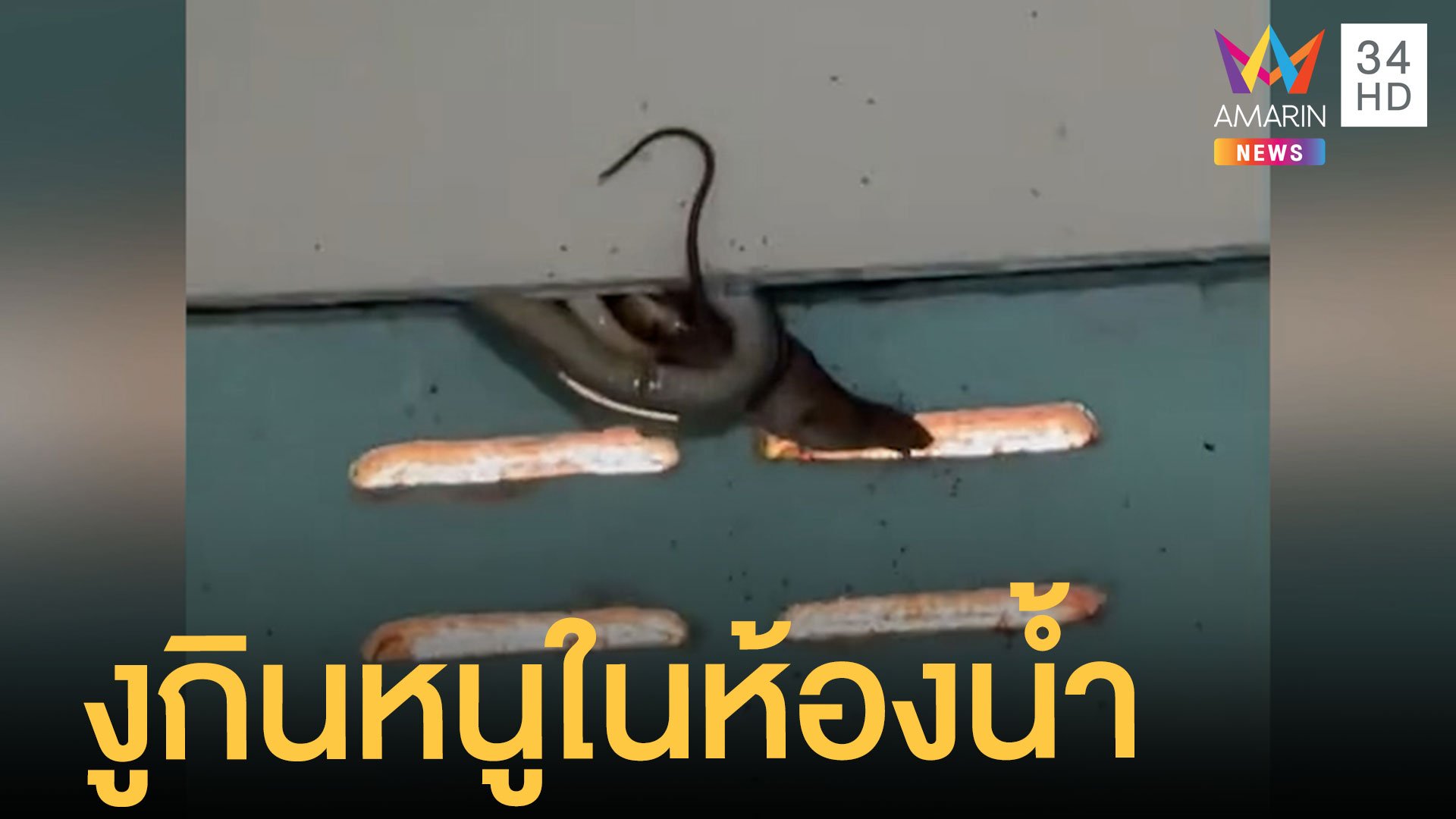 สาวสุดสะพรึ่งนั่งอึ งูบุกกินหนูในห้องน้ำ | ข่าวอรุณอมรินทร์ | 21 ก.ย. 64 | AMARIN TVHD34
