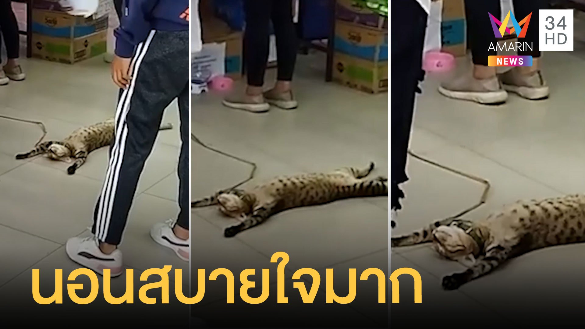 น้องแมวนอนแผ่สบายใจมากกลางร้านอาหารสัตว์ | ข่าวอรุณอมรินทร์ | 22 มิ.ย. 64 | AMARIN TVHD34