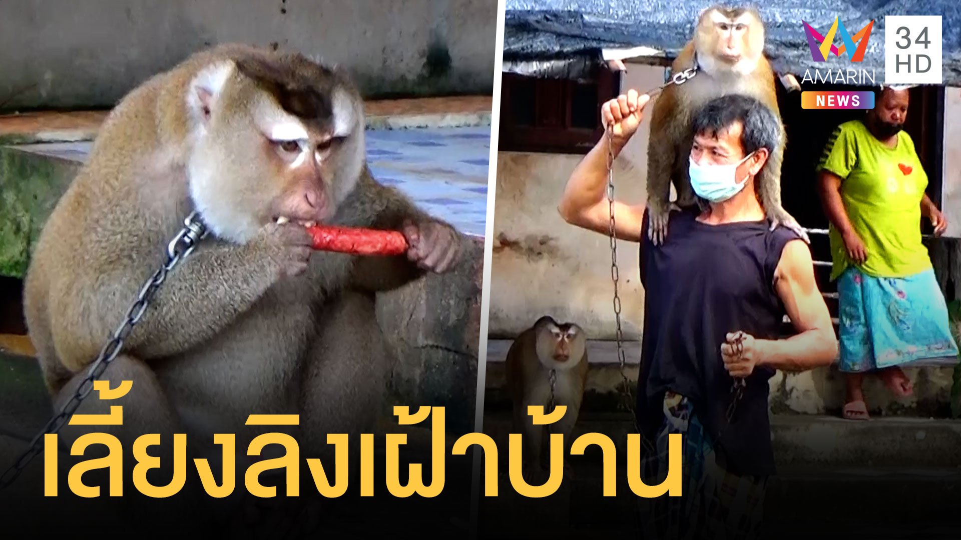 หนุ่มพม่าเลี้ยงลิงเก็บมะพร้าว ตกงาน 2 ปี กลัวเครียดเอามาเลี้ยงเฝ้าบ้าน | ข่าวอรุณอมรินทร์ | 23 ธ.ค. 64 | AMARIN TVHD34