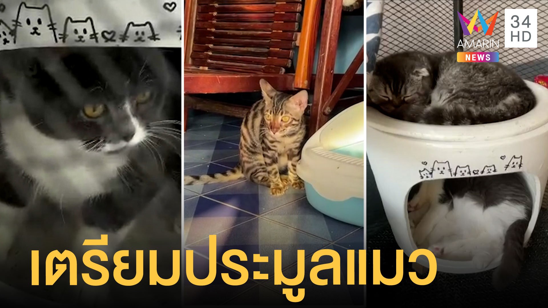 เตรียมเปิดประมูลแมว 6 ตัว ของกลางเครือข่ายยาดกุ๊กระยอง | ข่าวอรุณอมรินทร์ | 23 เม.ย. 64 | AMARIN TVHD34