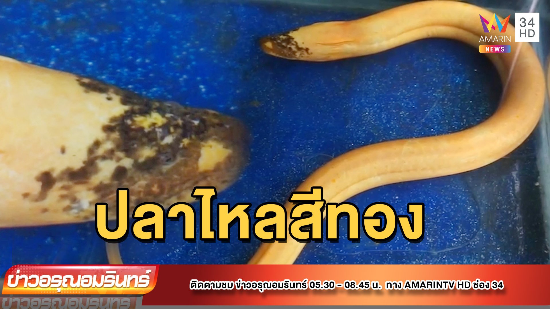 ตะลึง! ปลาไหลสีทองหัวลาย สุดแปลก | ข่าวอรุณอมรินทร์ | 23 ก.ย. 65 | AMARIN TVHD34
