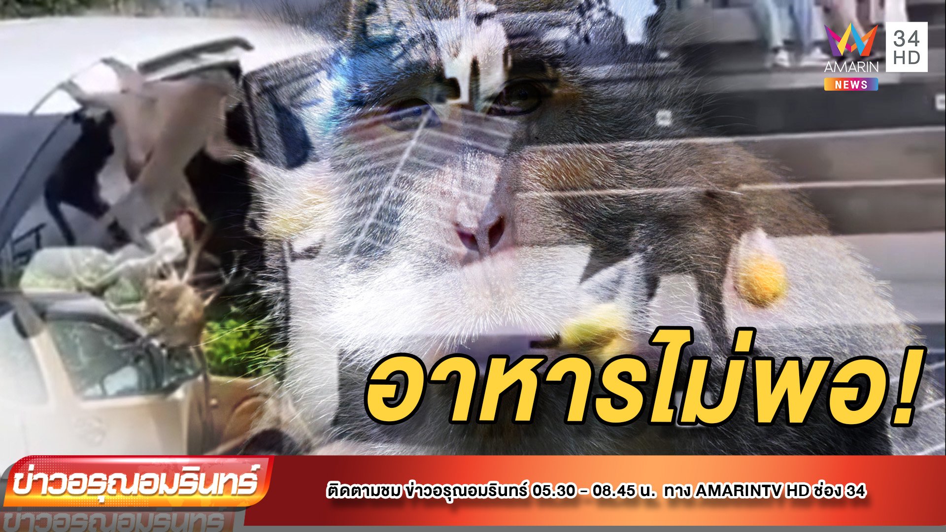 หิวโซ! ลิงเขาสามมุข ขโมยอาหาร นทท. | ข่าวอรุณอมรินทร์ | 24 พ.ค. 65 | AMARIN TVHD34
