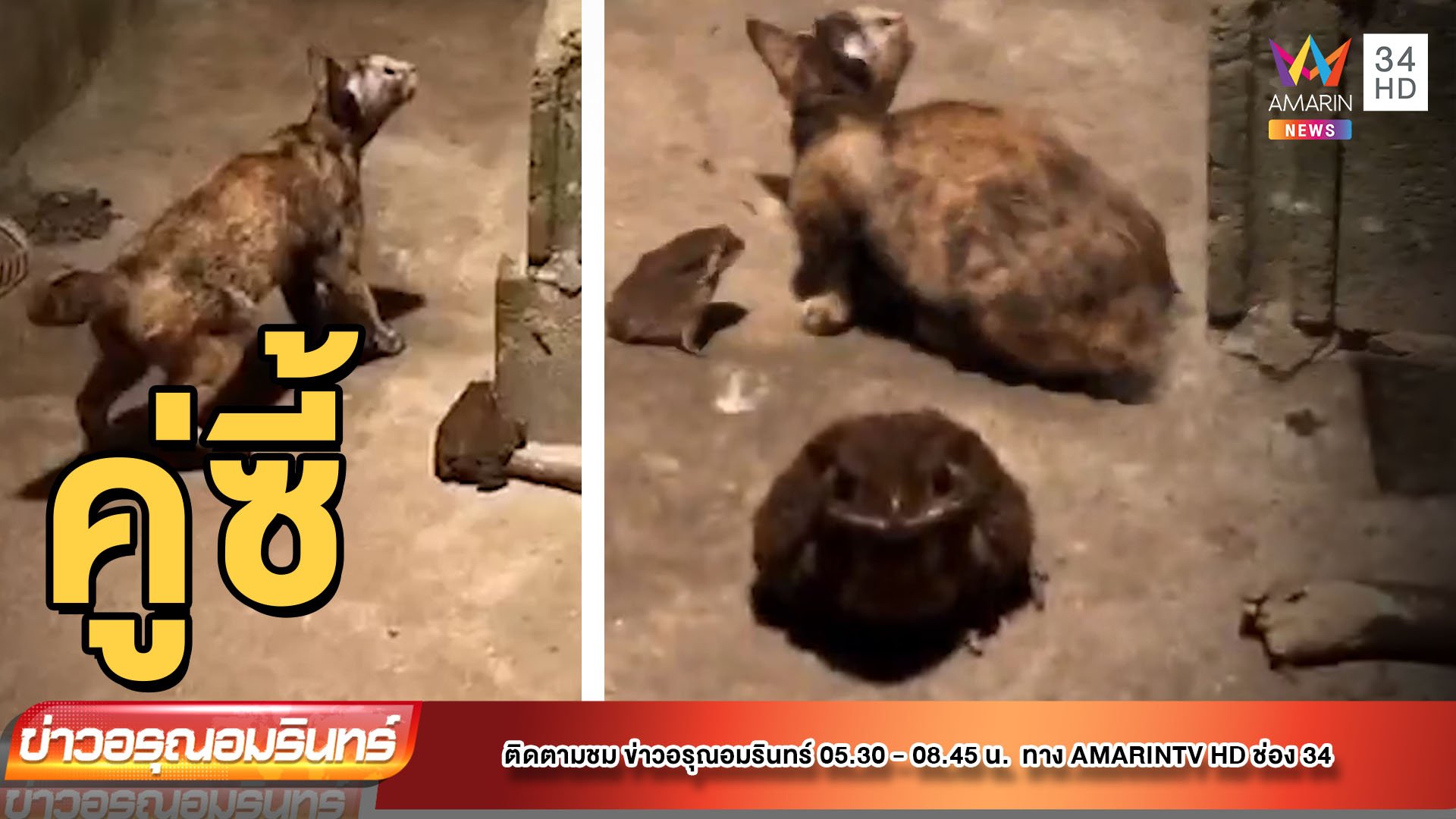 ทึ่ง “แมว-คางคก” เพื่อนรักต่างสายพันธุ์ | ข่าวอรุณอมรินทร์ | 24 มิ.ย. 65 | AMARIN TVHD34
