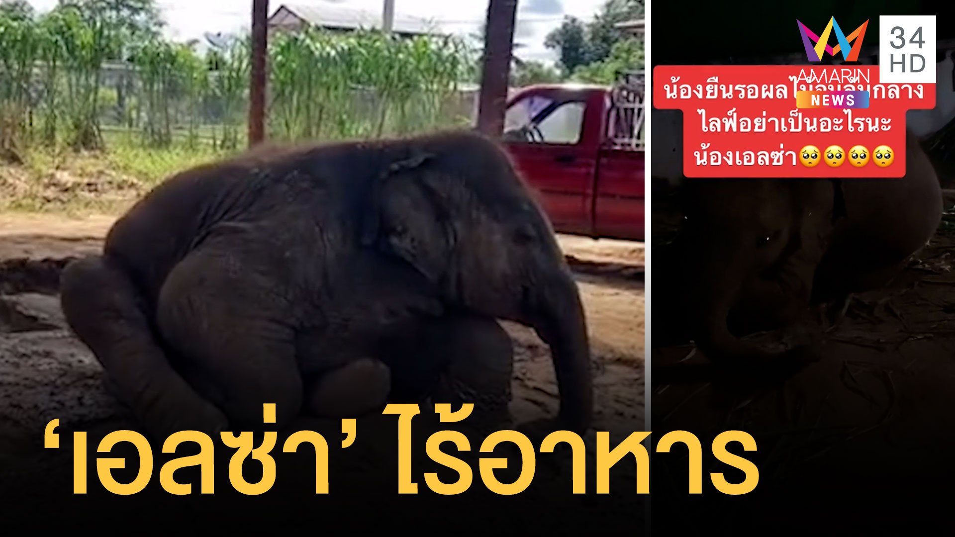 พิษโควิด ช้างไม่มีอาหาร ควานช้างต้องไลฟ์รับบริจาค | ข่าวอรุณอมรินทร์ | 25 พ.ย. 64 | AMARIN TVHD34