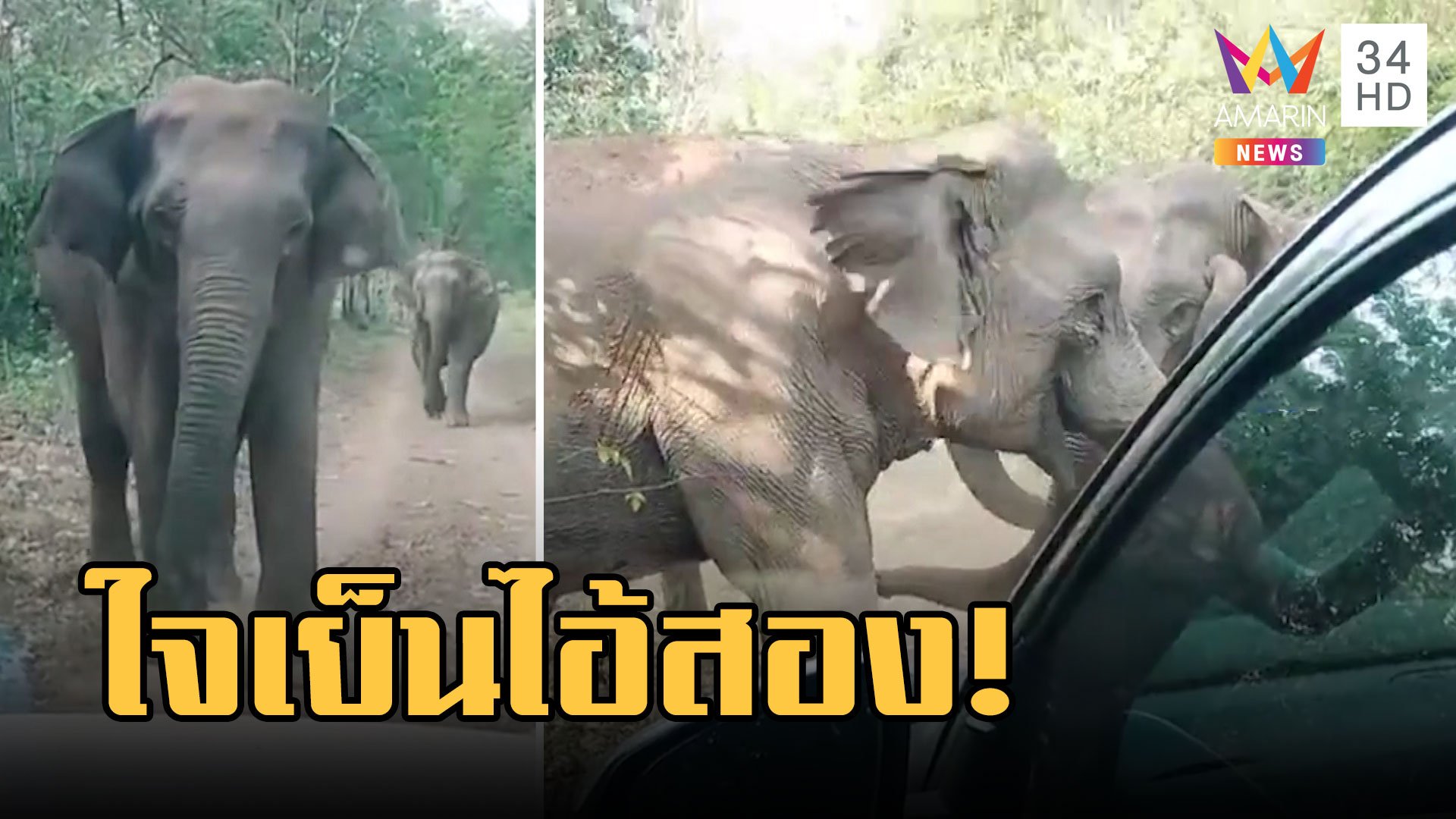 ช้างป่าวิ่งจะพุ่งชนรถ จนท. ช้างจ่าโขลงเข้าขวางไม่ให้ทำ | ข่าวอรุณอมรินทร์ | 25 มี.ค. 66 | AMARIN TVHD34