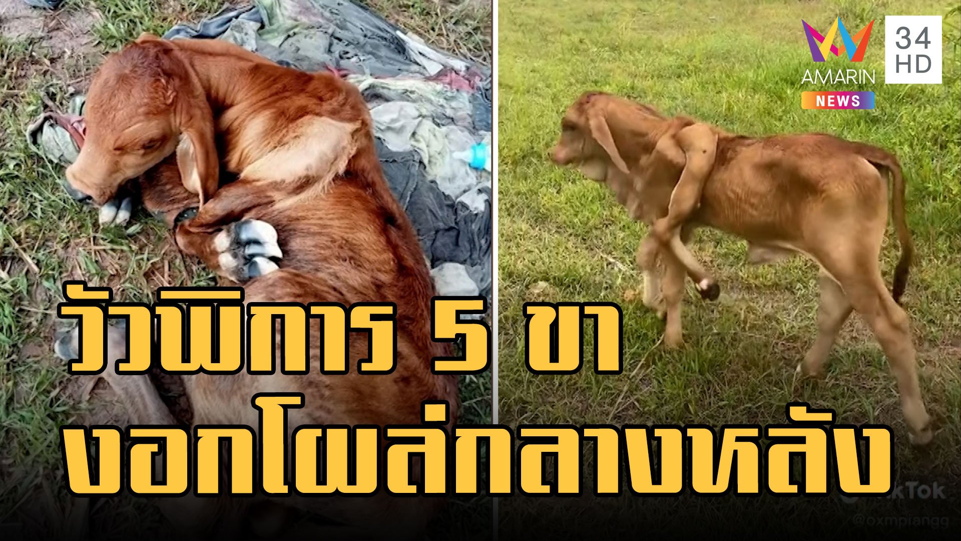 วัวพิการ 5 ขา งอกกลางลำตัวใช้ชีวิตปกติ น้องแข็งแรงดี | ข่าวอรุณอมรินทร์ | 26 ธ.ค. 65 | AMARIN TVHD34