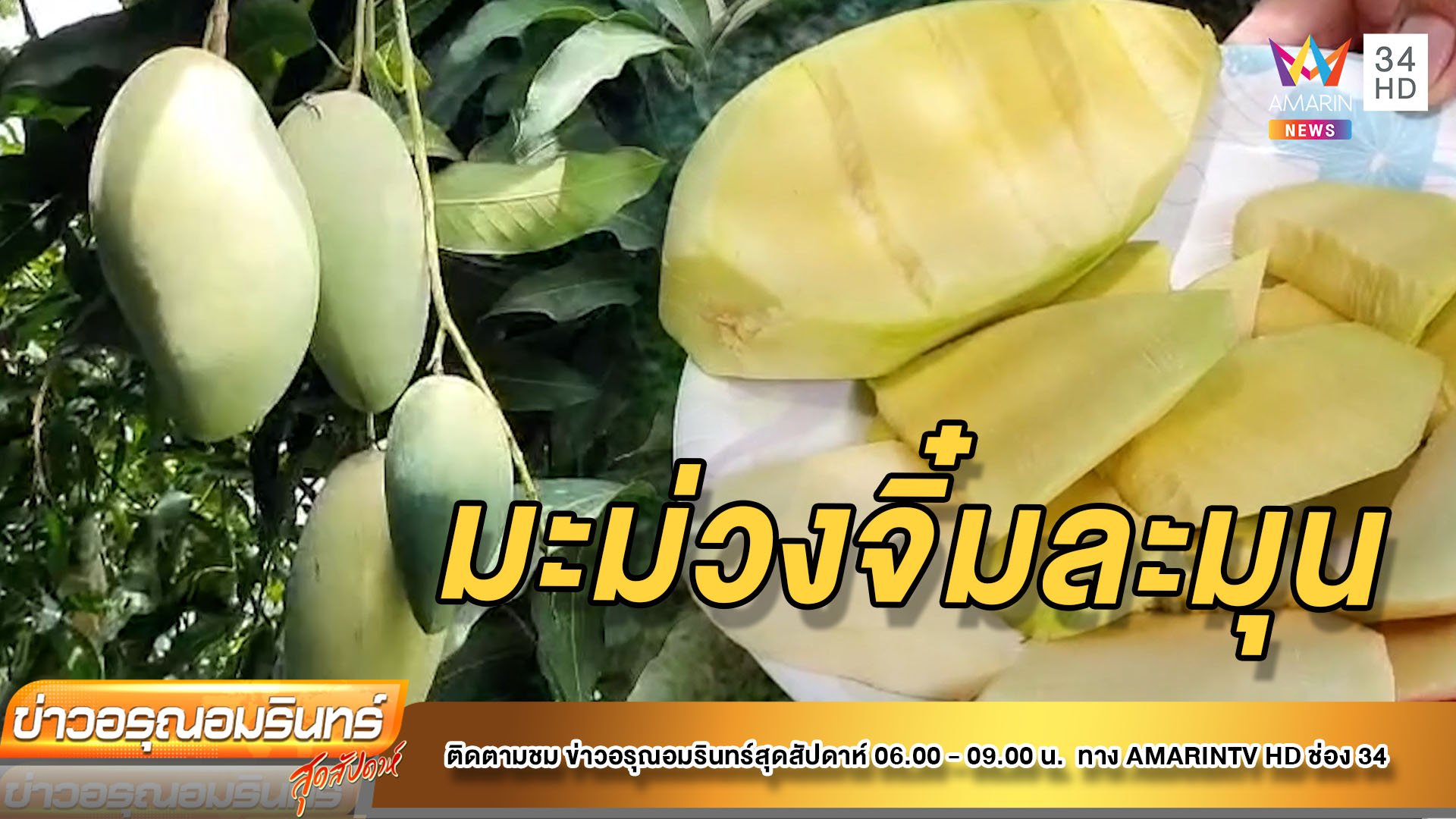 “จิ๋มละมุน” มะม่วงพันธุ์ใหม่ หวาน อร่อยจากบ้านแพ้ว | ข่าวอรุณอมรินทร์ | 26 มี.ค. 65 | AMARIN TVHD34