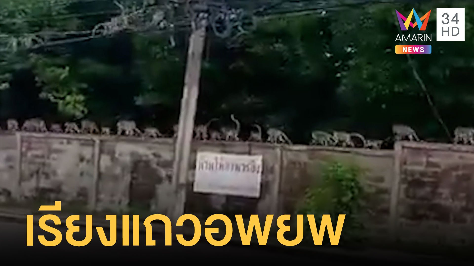 ฝูงลิงมีระเบียบ เดินเรียงแถวอพยพเข้าเมืองหัวหิน | ข่าวอรุณอมรินทร์ สุดสัปดาห์ | 26 มิ.ย. 64 | AMARIN TVHD34