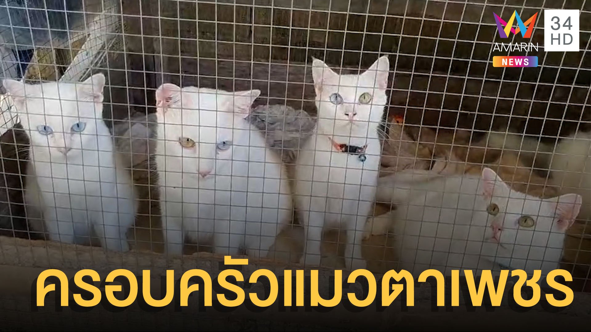 ชาวบ้านฮือฮา! ครอบครัวแมวตาเพชร 9 ตัว | ข่าวอรุณอมรินทร์ | 26 ก.ค. 65 | AMARIN TVHD34