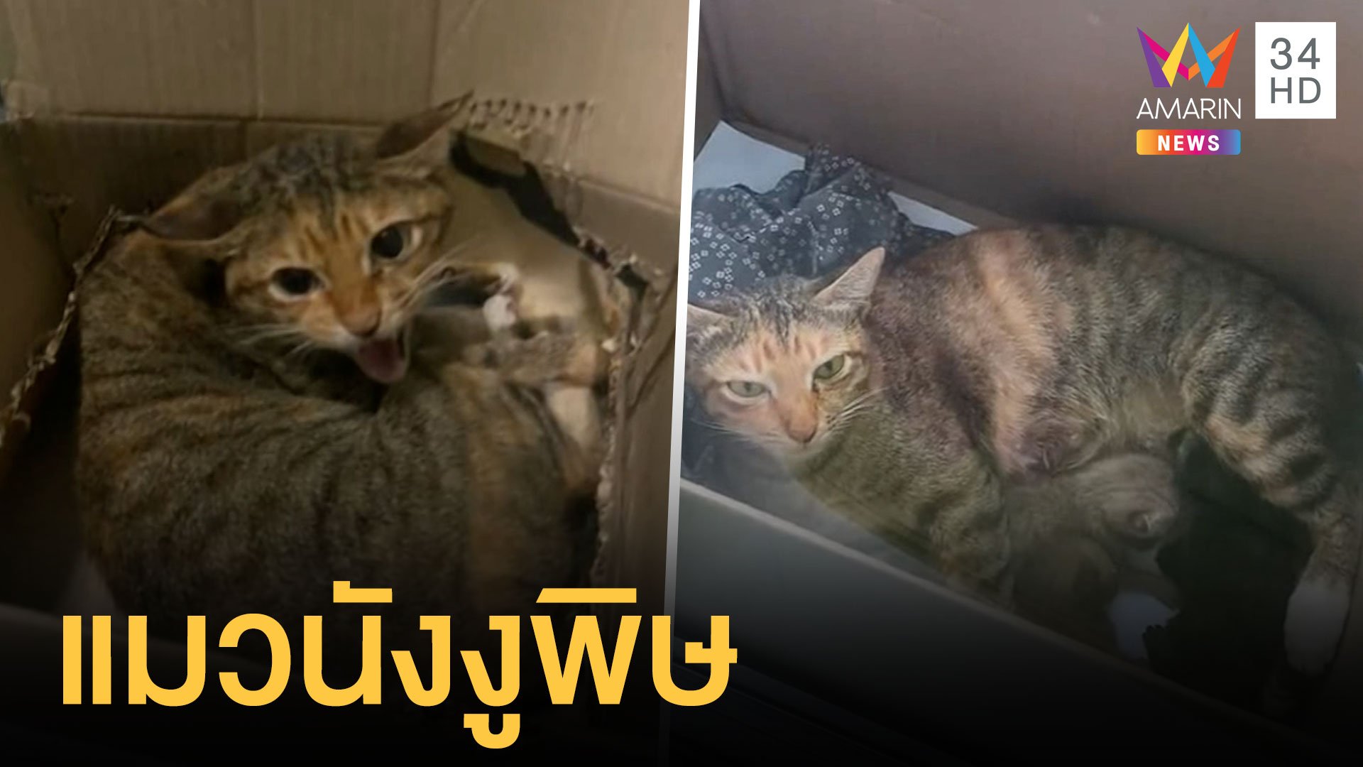 สาววางกล่องไว้ แมวแม่ลูกอ่อนมาคลอด แถมขู่ใส่ | ข่าวอรุณอมรินทร์ สุดสัปดาห์ | 26 ก.ย. 64 | AMARIN TVHD34