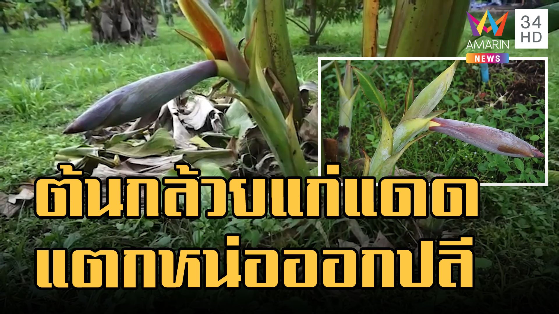 ต้นกล้วยแปลก เพิ่งแตกหน่อแต่ออกปลี เจ้าของสวนบอกเกิดมาไม่เคยเจอ | ข่าวอรุณอมรินทร์ | 26 ก.ย. 65 | AMARIN TVHD34