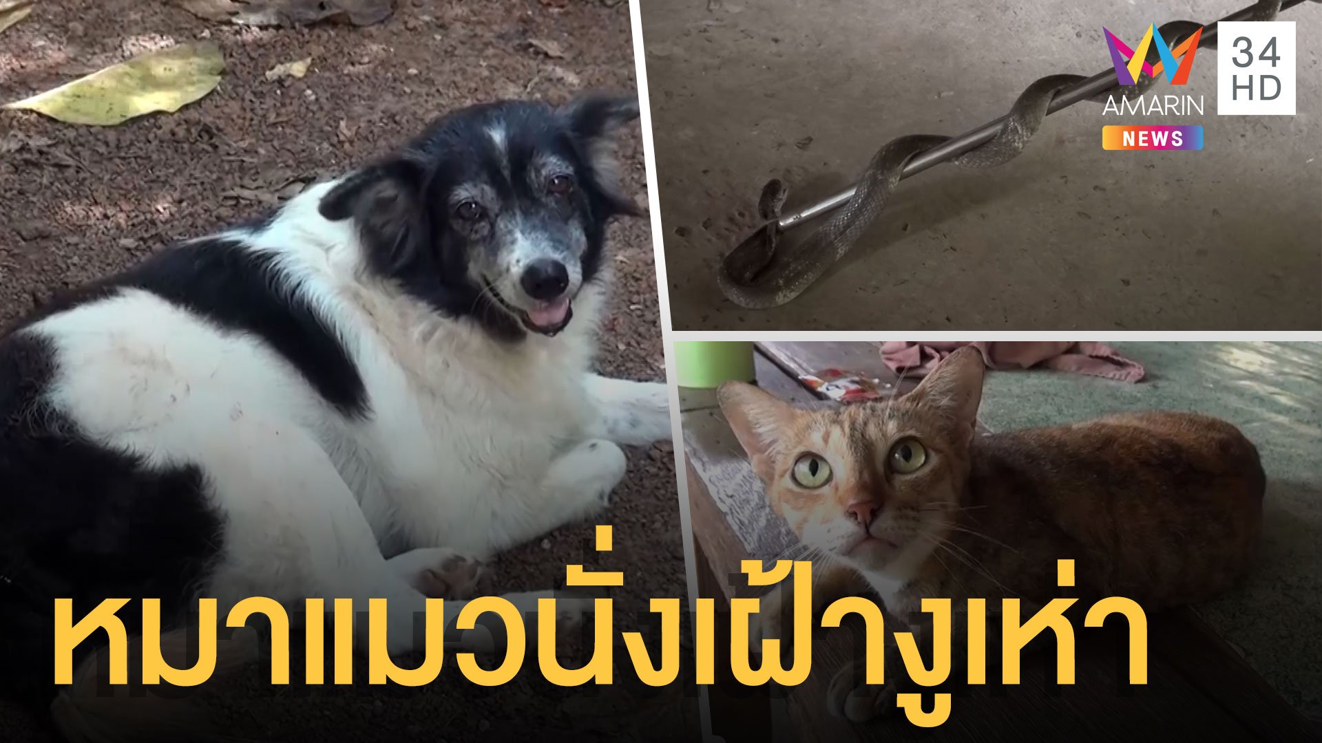 งูเห่าเข้าบ้านกินคางคก หมาแมวนั่งเฝ้าไม่ไปไหน | ข่าวอรุณอมรินทร์ | 27 ส.ค. 64 | AMARIN TVHD34