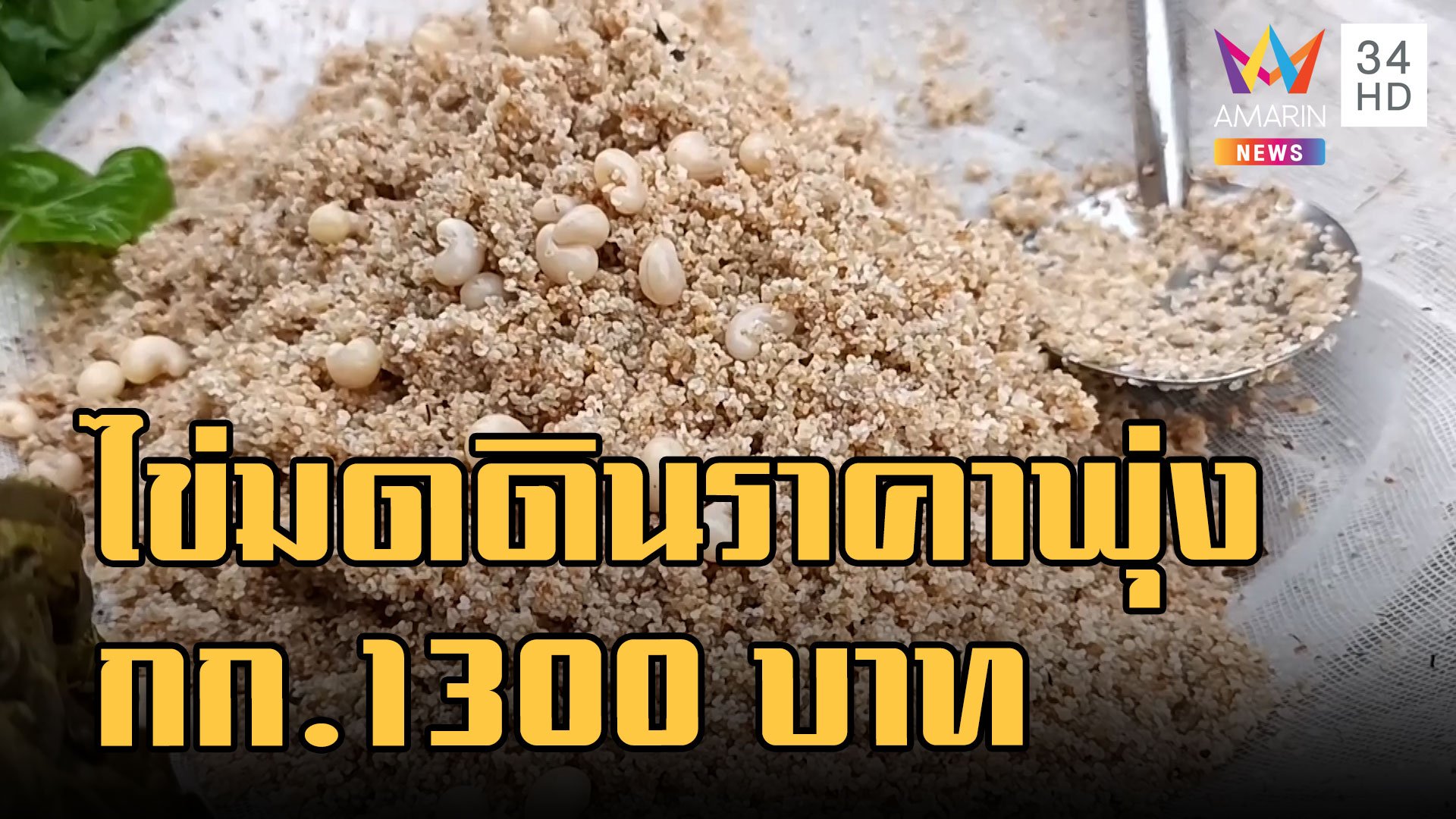 ไข่มดดิน เมนูหายากราคาพุ่งกิโลละ 1,300 บาท | ข่าวอรุณอมรินทร์ | 28 พ.ย. 65 | AMARIN TVHD34