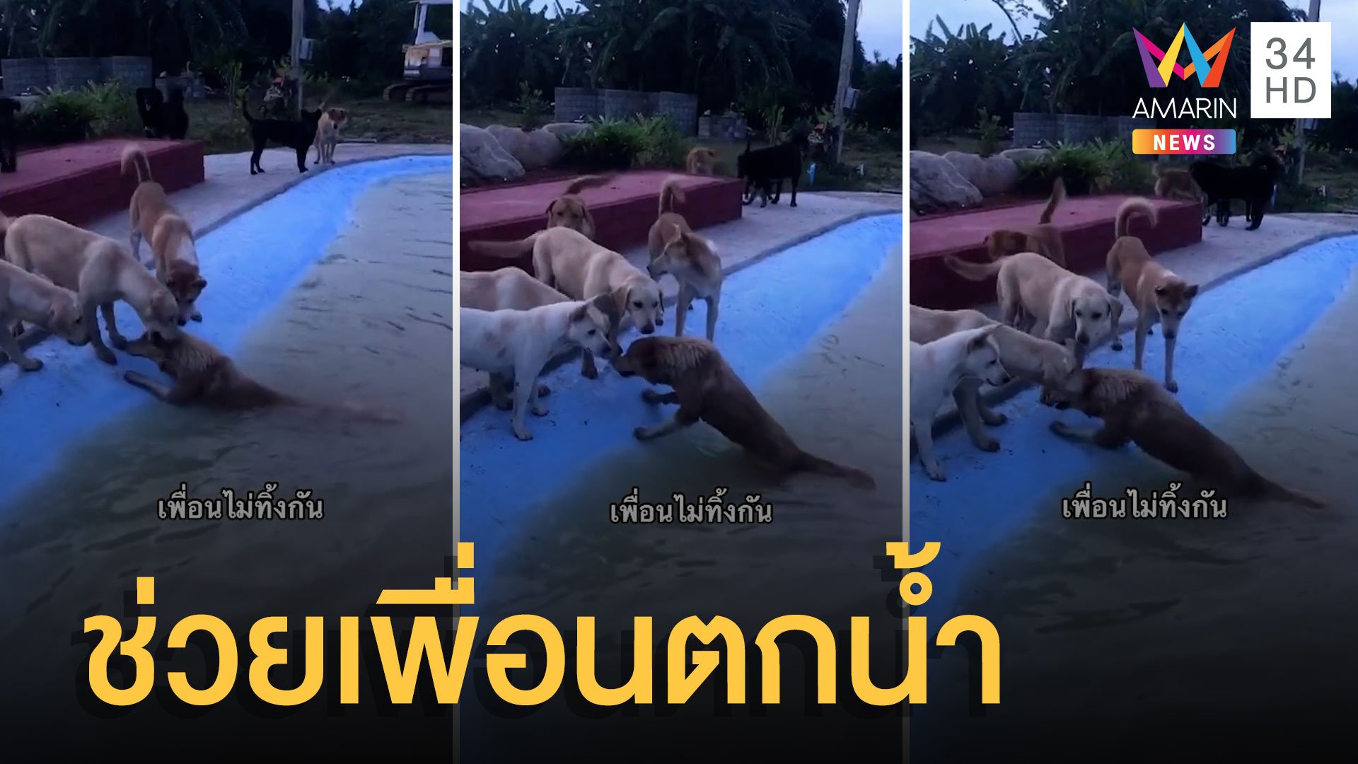 เอ็นดูน้องหมา! รุมช่วยเพื่อนตกสระน้ำ | ข่าวอรุณอมรินทร์ | 28 ก.พ. 65 | AMARIN TVHD34