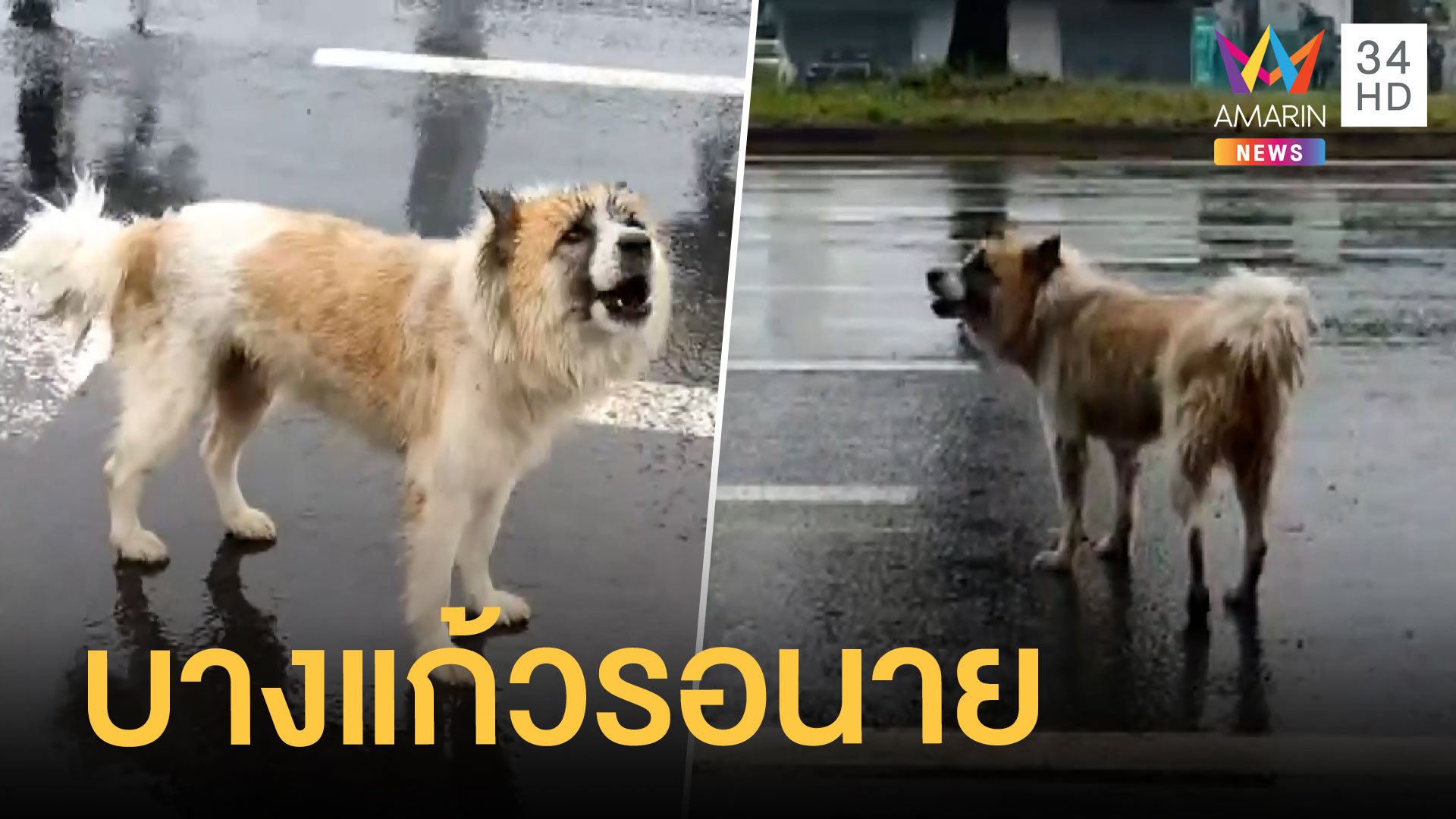 หมาบางแก้วถูกทิ้งตากฝนรอเจ้านาย | ข่าวอรุณอมรินทร์ สุดสัปดาห์ | 28 ส.ค. 64 | AMARIN TVHD34