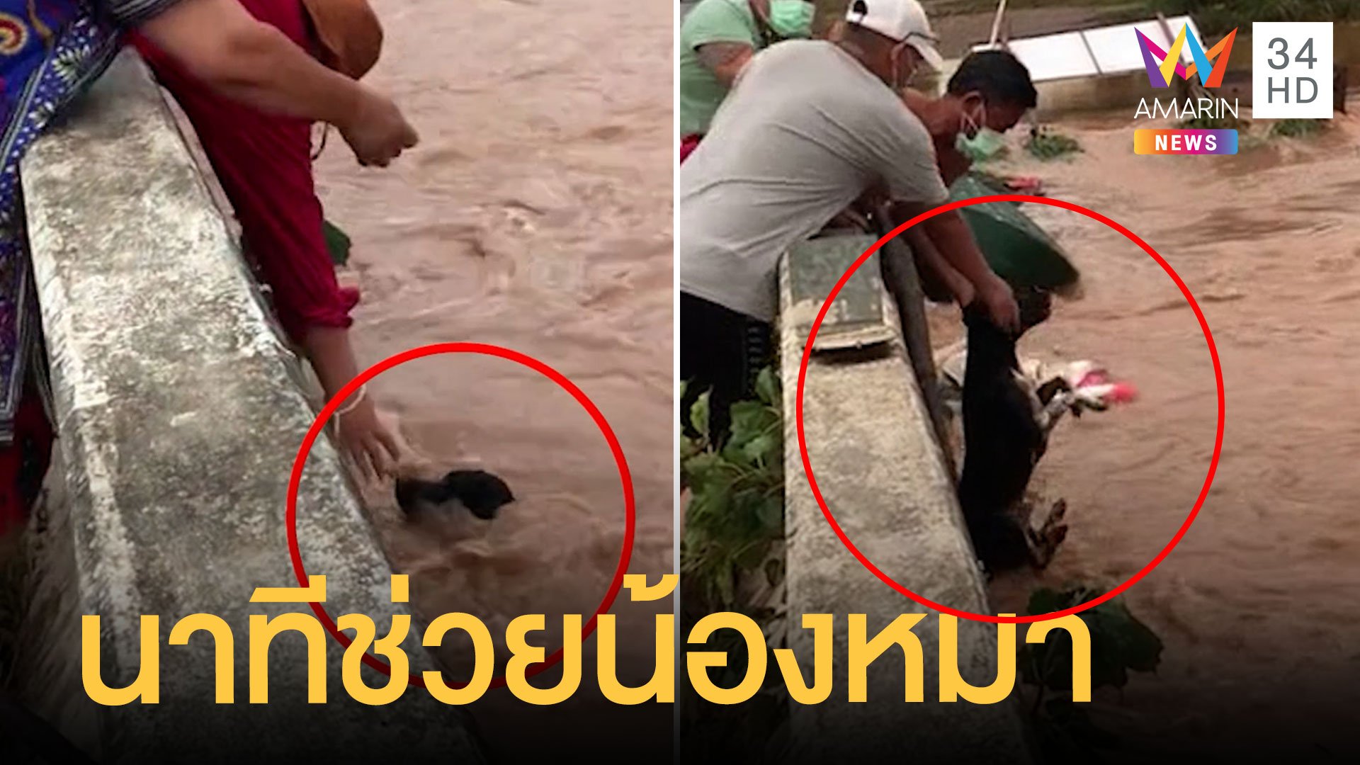 วินาทีช่วยน้องหมาถูกน้ำป่าซัดจมน้ำ | ข่าวอรุณอมรินทร์ | 28 ก.ย. 64 | AMARIN TVHD34