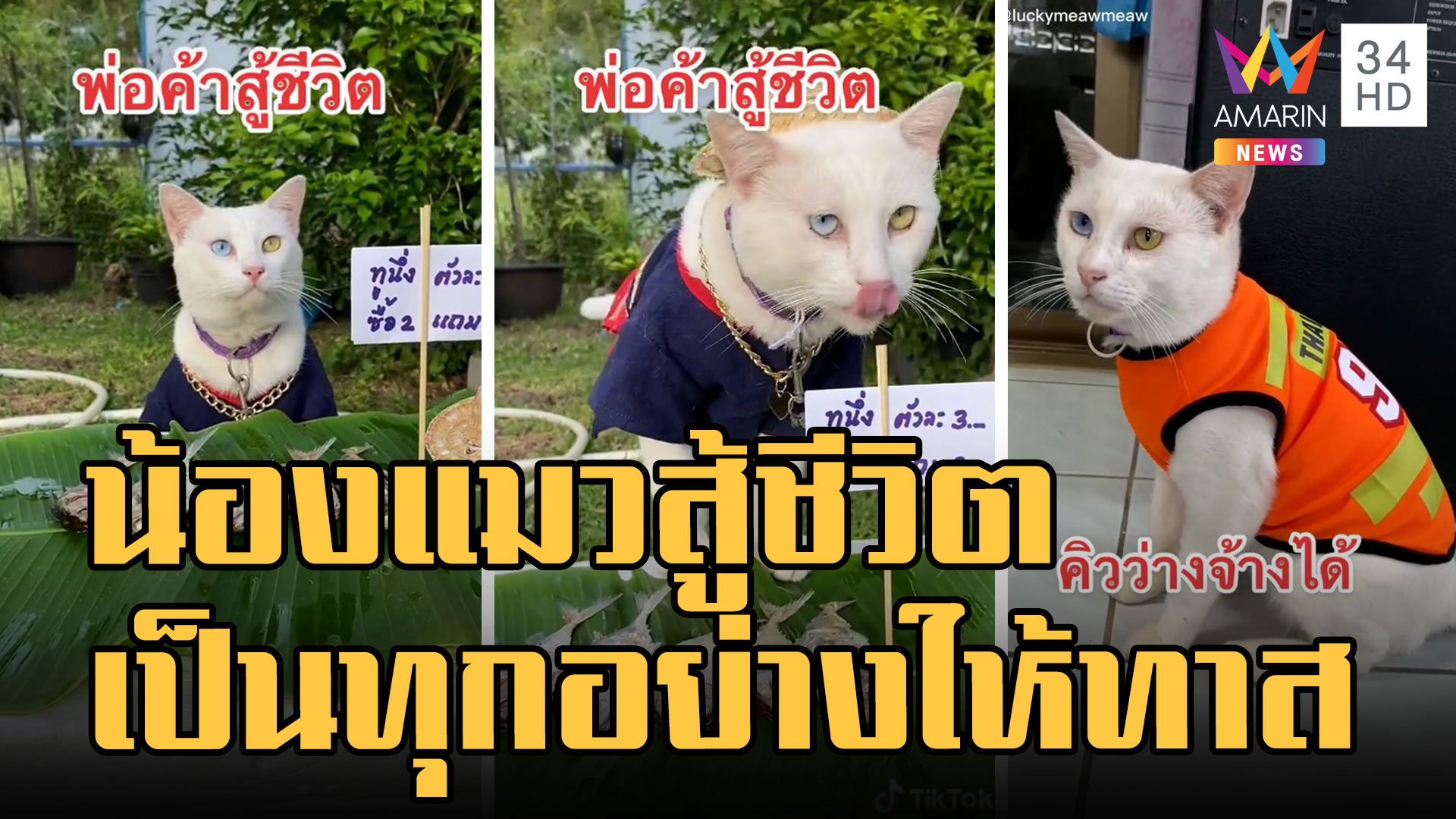 น้องแมวพ่อค้าสู้ชีวิต ขายปลาทูนึ่ง สะกดจิตตัวเองไม่ให้กิน | ข่าวอรุณอมรินทร์ | 3 ต.ค. 65 | AMARIN TVHD34