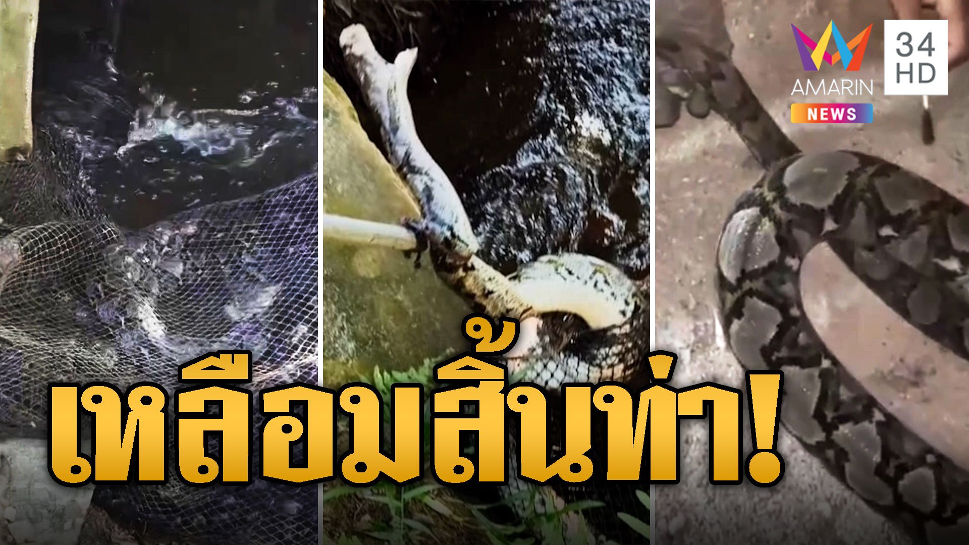งูเหลือมเกือบตาย ติดอวนดักหอยโดนบาด ทายาแดงก่อยปล่อยกลับบ้าน | ข่าวอรุณอมรินทร์ | 3 ก.พ. 67 | AMARIN TVHD34