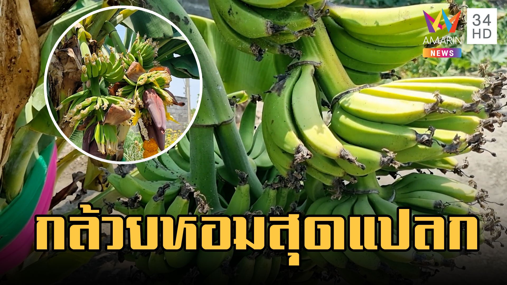 กล้วยหอมสุดแปลก! ต้นเดียวออกหลายเครือ รวมได้ 21 หวี | ข่าวอรุณอมรินทร์ | 30 มี.ค. 66 | AMARIN TVHD34