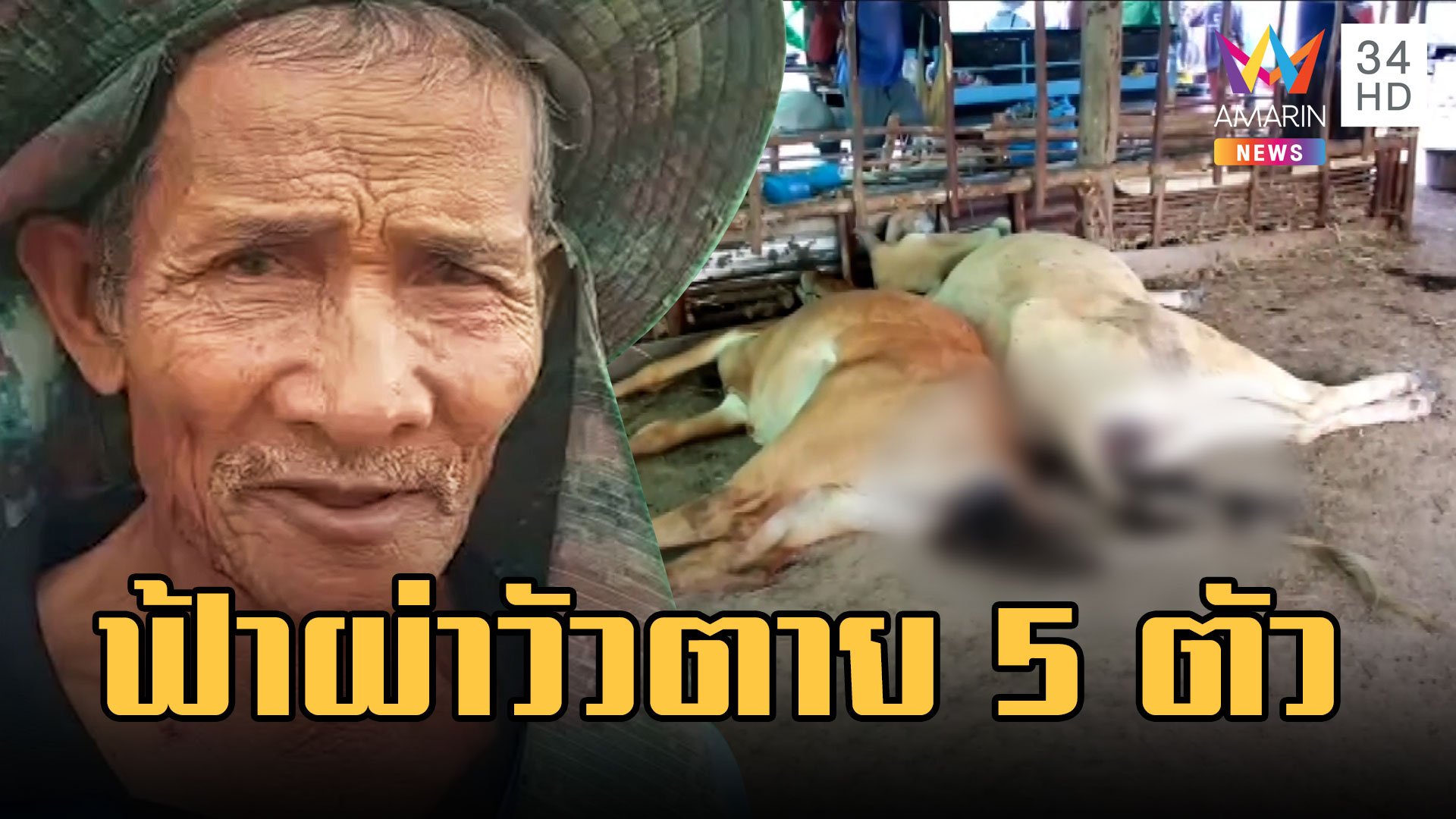 สะพรึง! ฟ้าผ่าวัว 5 ตัวตายคาคอก เศร้าหนักแม่วัวตายทั้งกลม | ข่าวอรุณอมรินทร์ | 30 มี.ค. 66 | AMARIN TVHD34