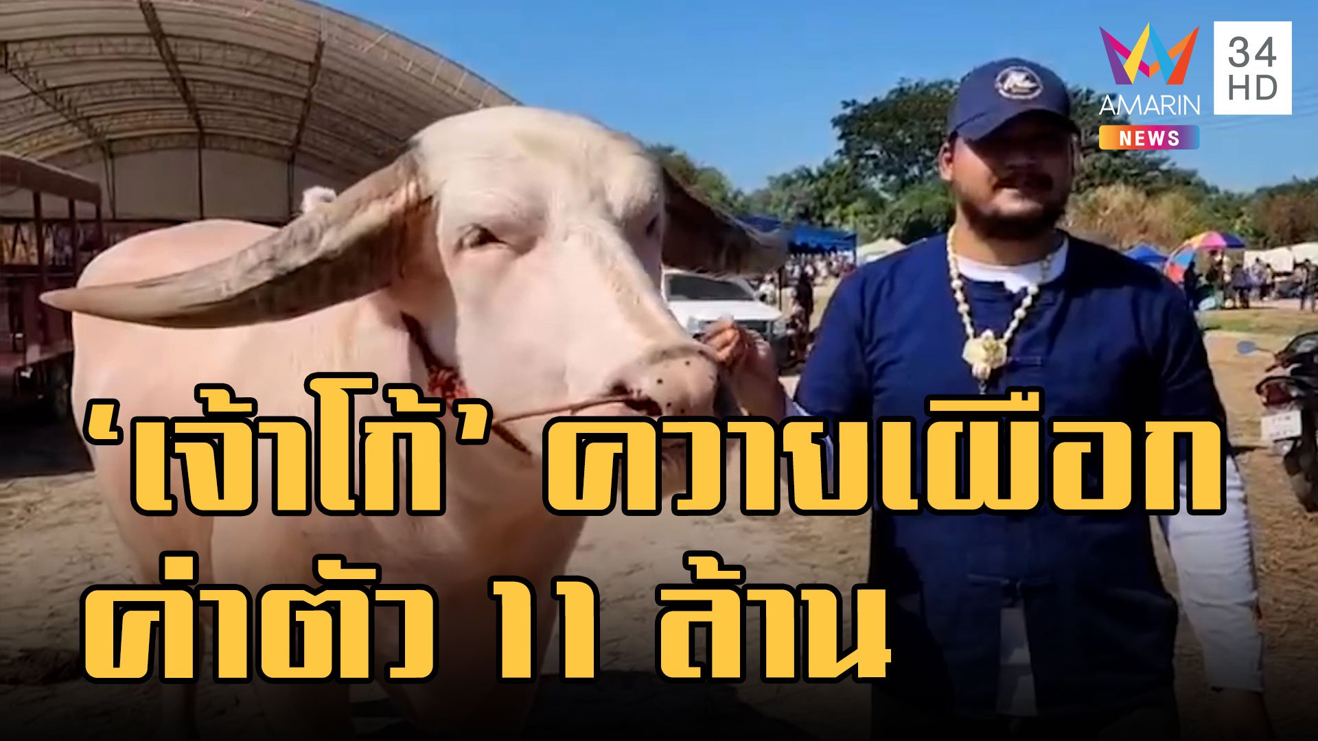 "โก้ เมืองเพชร" ควายเผือกค่าตัว 11 ล้าน อันดับท็อปเมืองไทย | ข่าวอรุณอมรินทร์ | 31 ต.ค. 65 | AMARIN TVHD34