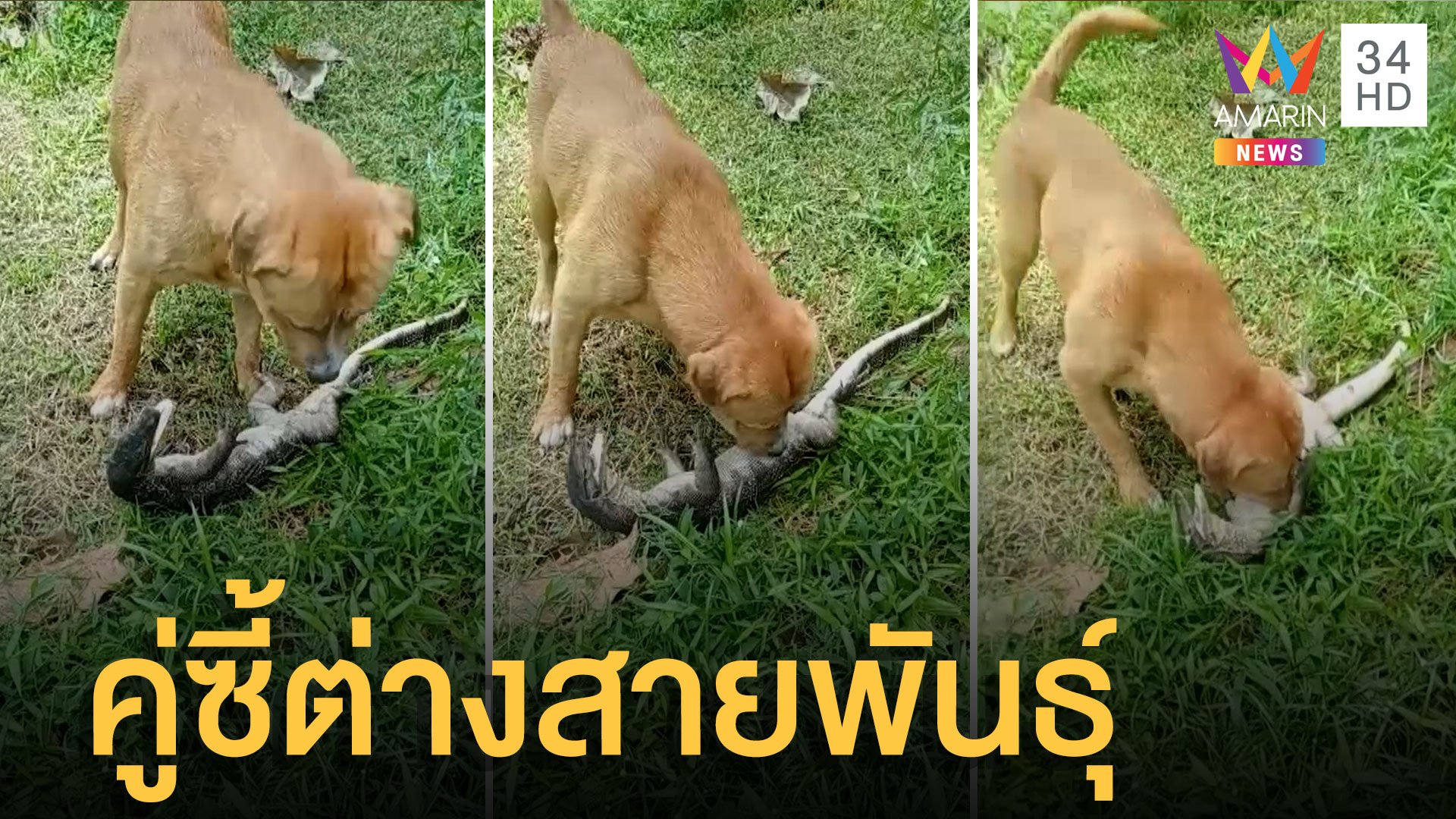 หมากับตัวเหี้ยคู่ซี้ต่างสายพันธุ์ เล่นกันตั้งแต่เด็กจนโต | ข่าวอรุณอมรินทร์ | 4 เม.ย. 65 | AMARIN TVHD34