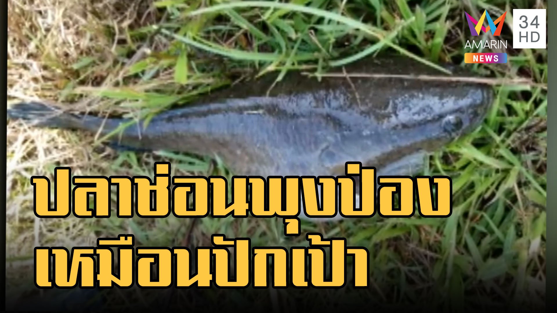 ชาวบ้านจับปลาช่อน อ้วนตุ๊บเหมือนปลาปักเป้า ที่แท้มันอ้วนเพราะแบบนี้ | ข่าวอรุณอมรินทร์ | 5 ก.ย. 65 | AMARIN TVHD34