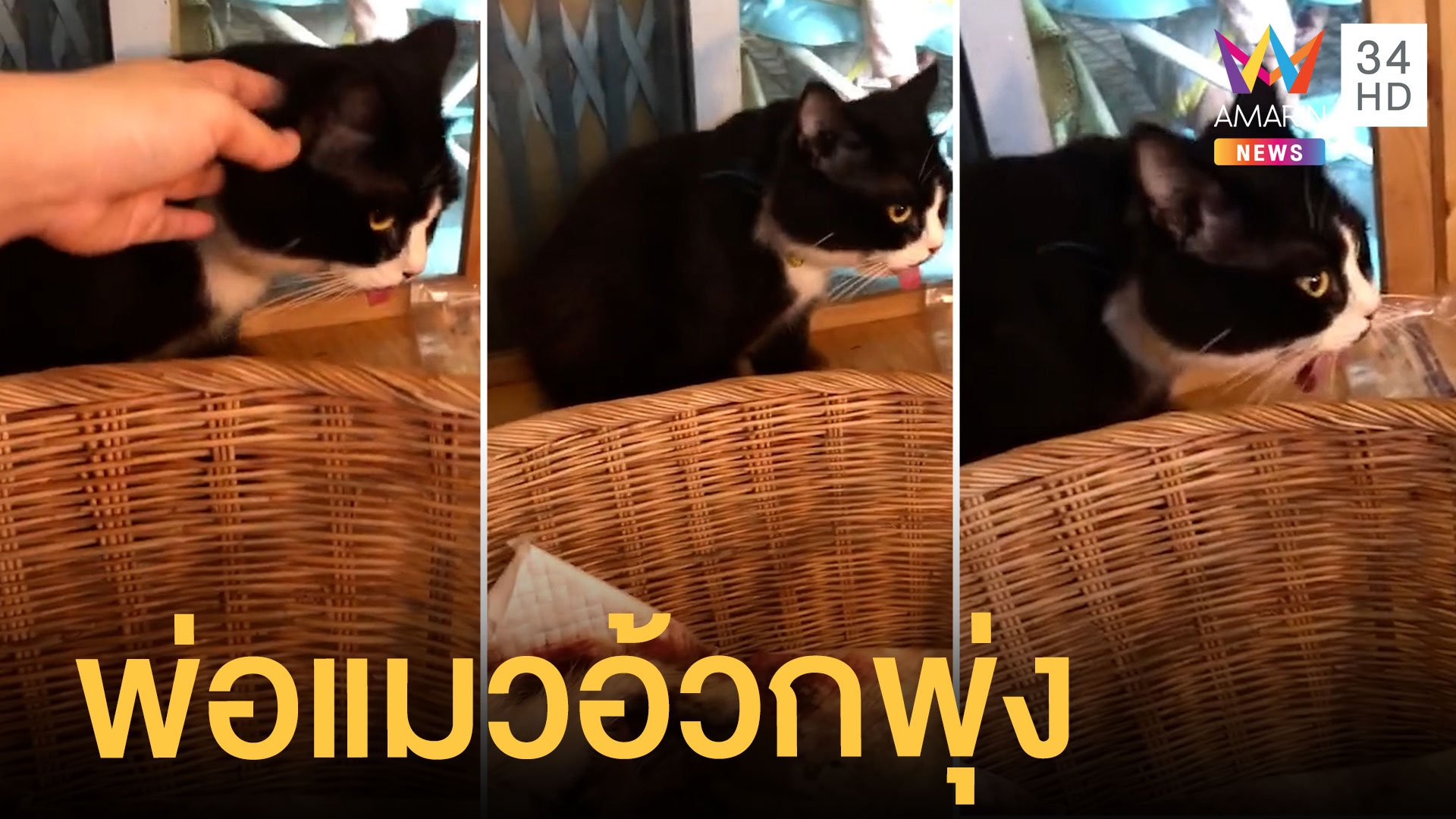 แม่แมวเบ่งลูก พ่อแมวทนมองไม่ไหวอ้วกพุ่ง | ข่าวอรุณอมรินทร์ | 7 พ.ค. 64 | AMARIN TVHD34