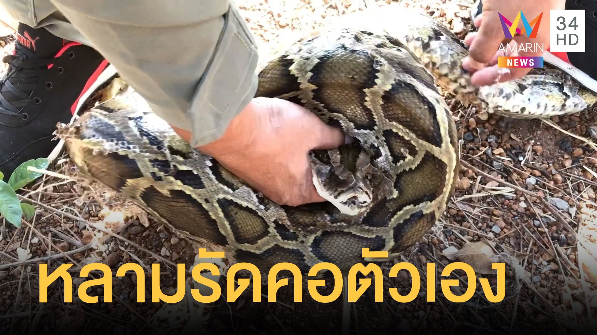 งูหลามรัดตัวเองคอแทบหัก จะช่วยสู้กู้ภัยสุดฤทธิ์ | ข่าวอรุณอมรินทร์ | 8 ก.พ. 65 | AMARIN TVHD34
