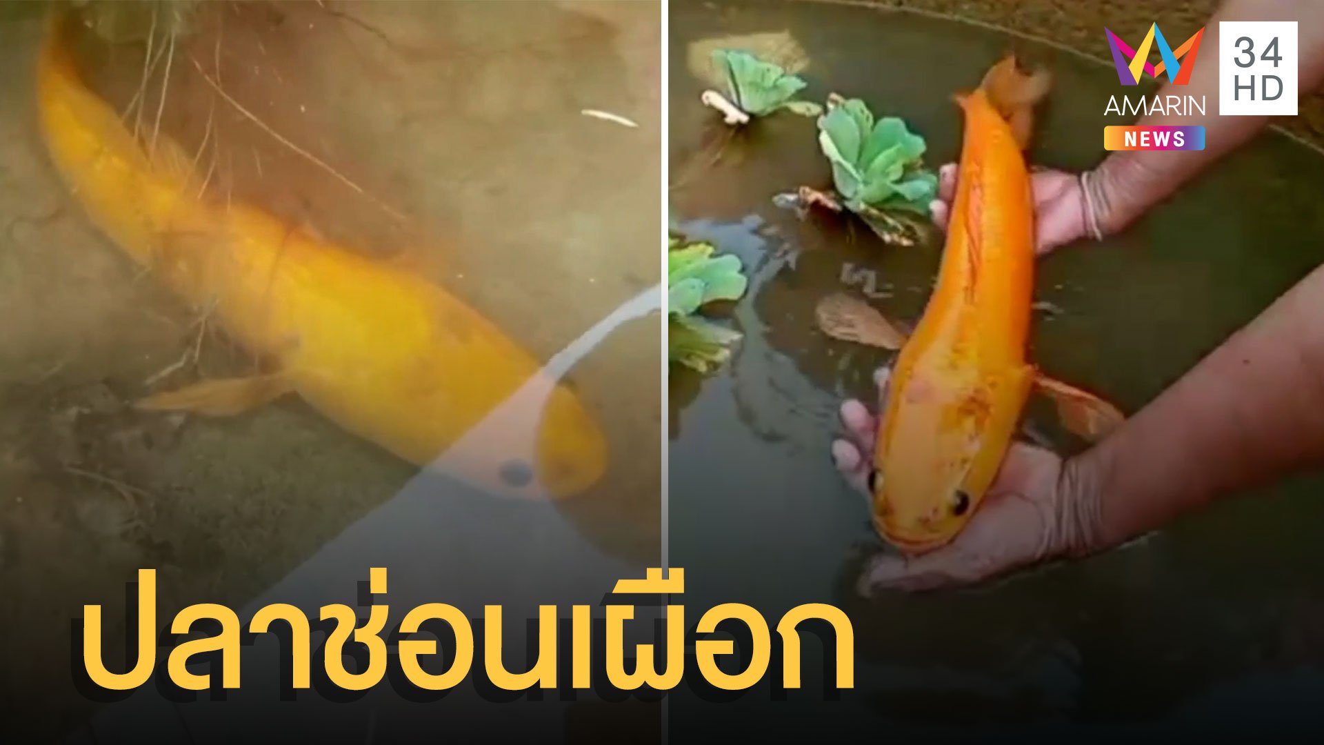 โชคดีเปลี่ยนใจไม่แกงส้มเจอ ปลาช่อนเผือก ให้โชค | ข่าวอรุณอมรินทร์ | 8 มิ.ย. 65 | AMARIN TVHD34