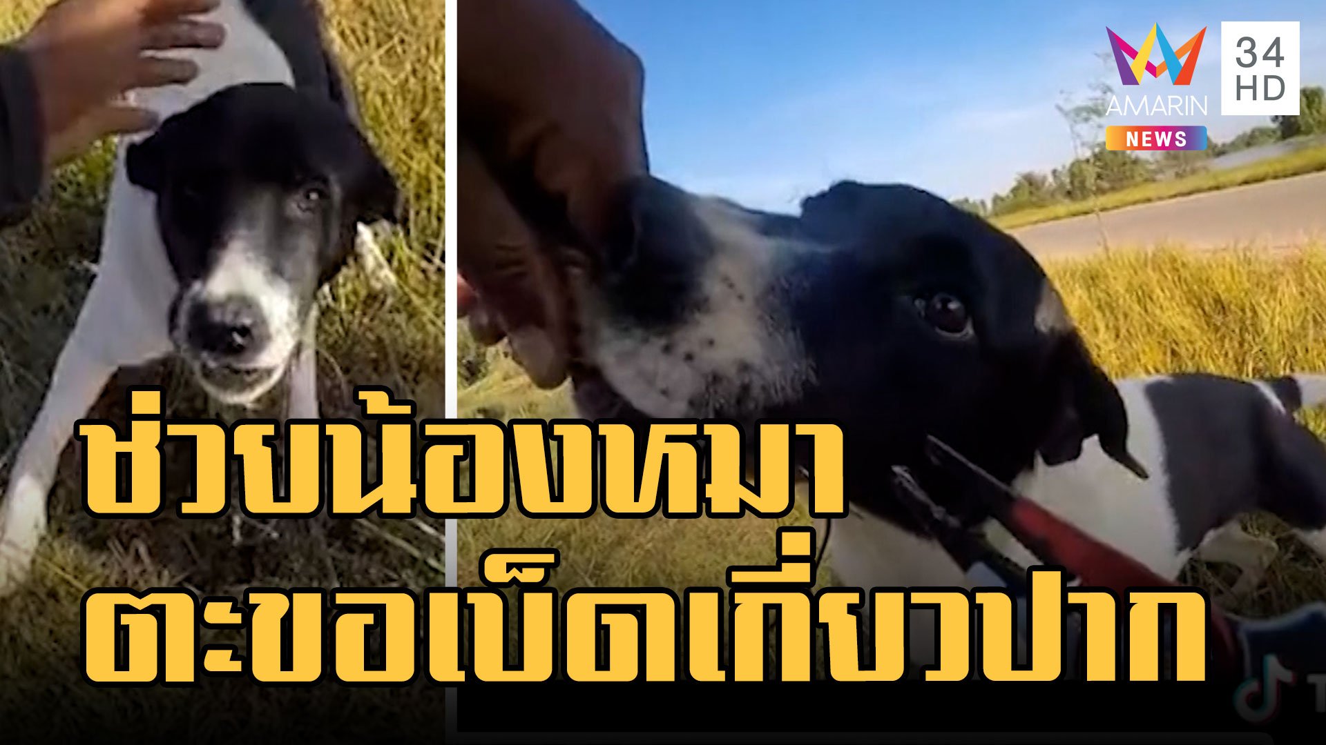 หนุ่มใจบุญ ช่วยหมาโดนเบ็ดตกปลาเกี่ยวปาก | ข่าวอรุณอมรินทร์ | 9 ม.ค. 66 | AMARIN TVHD34