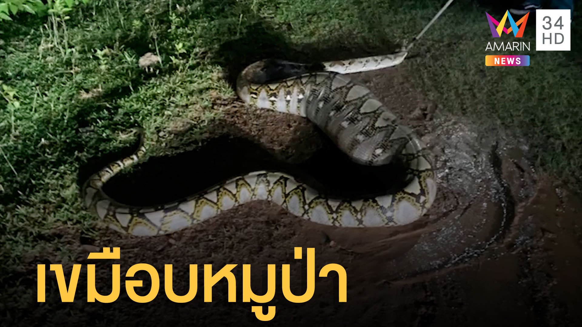 งูเหลือมเขมือบลูกหมูป่า อิ่มมากตัวอ้วนตุ๊บเลื้อยไปต่อไม่ได้ | ข่าวอรุณอมรินทร์ | 9 พ.ค. 65 | AMARIN TVHD34