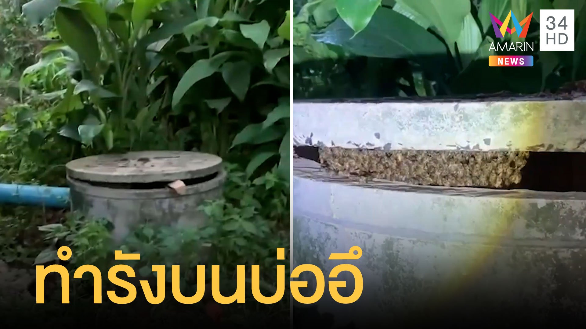 ผึ้งทำรังในบ่ออึ ป้าแซวไม่กล้าเก็บน้ำหวานเลย | ข่าวอรุณอมรินทร์ | 7 มิ.ย. 65 | AMARIN TVHD34