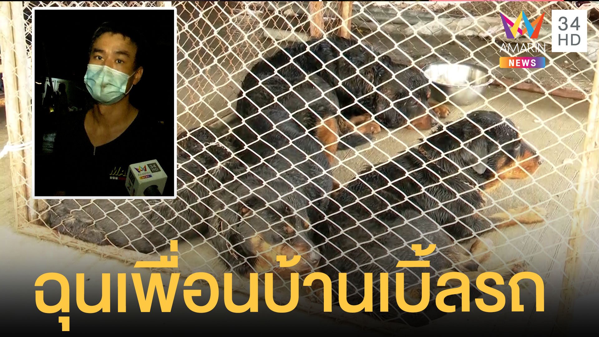 ย้ายแล้ว 4 ร็อตไวเลอร์ เจ้าของรับผิดปล่อยหมาโมโหเพื่อนบ้านเบิ้ลรถ | ข่าวเที่ยงอมรินทร์ | 2 พ.ย. 64 | AMARIN TVHD34