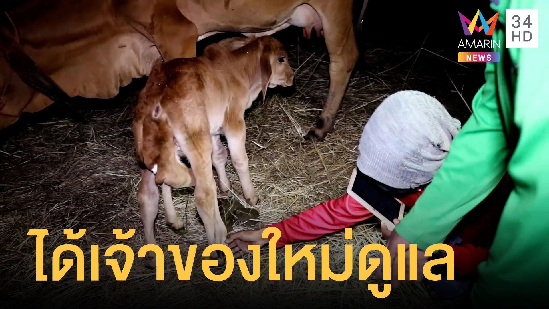น้องบัวหลวง ลูกวัว 6 ขา ได้เจ้าของใหม่ดูแลแล้ว | ข่าวอรุณอมรินทร์ | 13 ธ.ค. 64 | AMARIN TVHD34