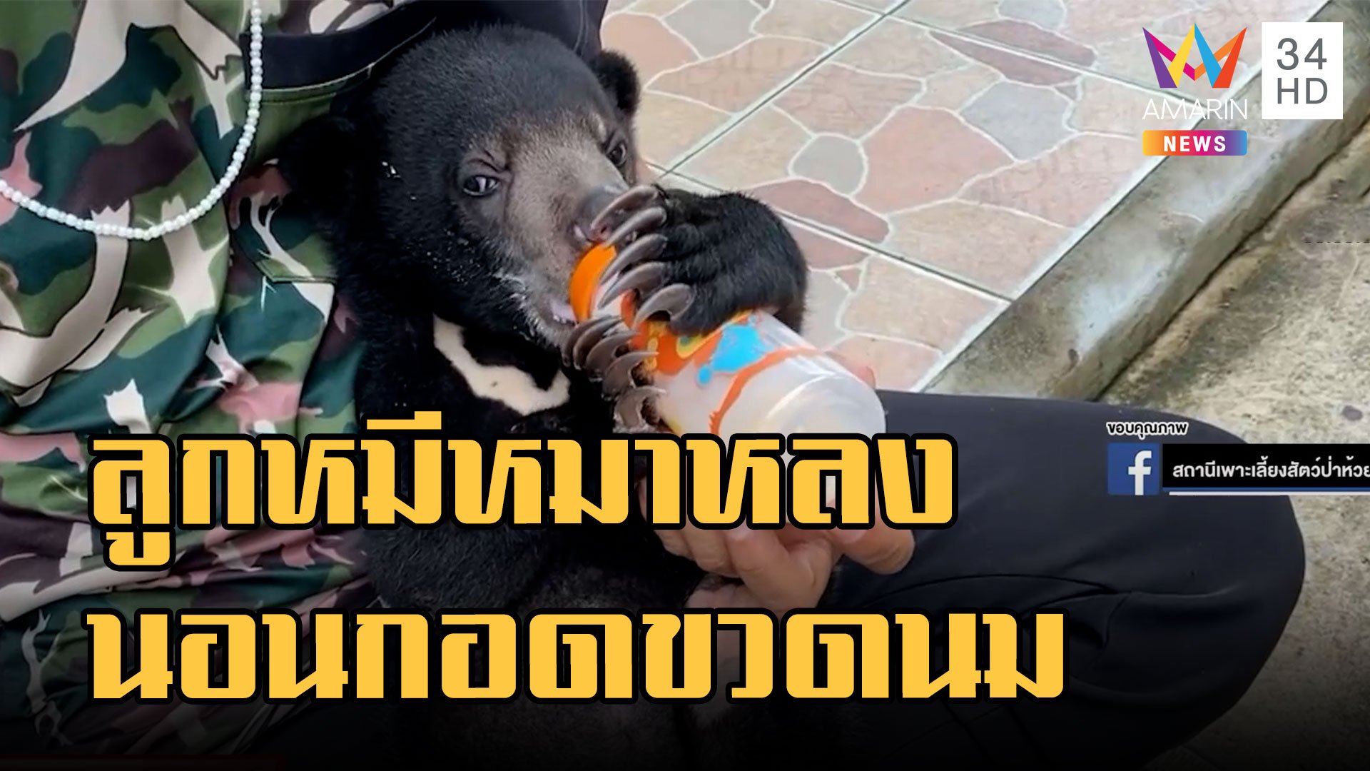 ลูกหมีหมาหลงกับแม่ น่ารักเหมือนคุ๊กตา หิวหนักนอนกอดขวดนม | ข่าวอรุณอมรินทร์ | 14 ก.ย. 65 | AMARIN TVHD34