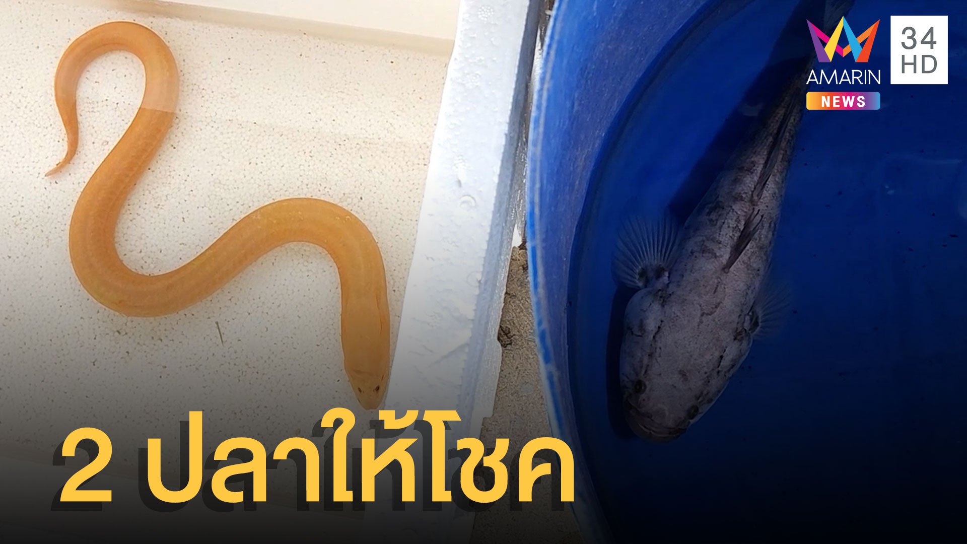 ฮือฮา ปลาบู่เงิน-ปลาไหลทอง ให้โชคหลายงวด | ข่าวอรุณอมรินทร์ | 15 ก.ค. 65 | AMARIN TVHD34