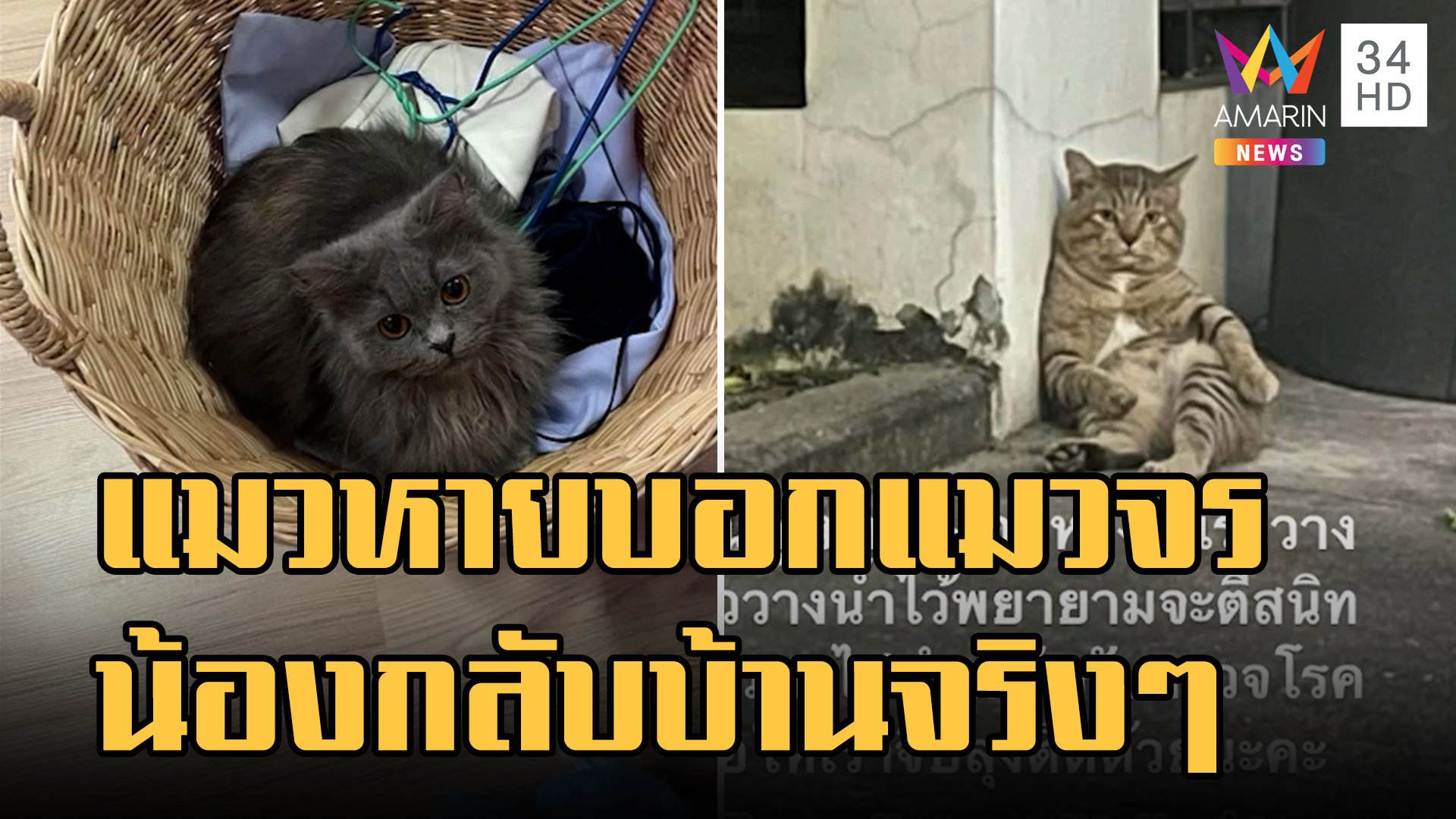 แมวหายจากบ้าน ชาวเน็ตบอกให้บอกแมวจร สุดท้ายน้องกลับบ้านจริง | ข่าวอรุณอมรินทร์ | 19 ต.ค. 65 | AMARIN TVHD34