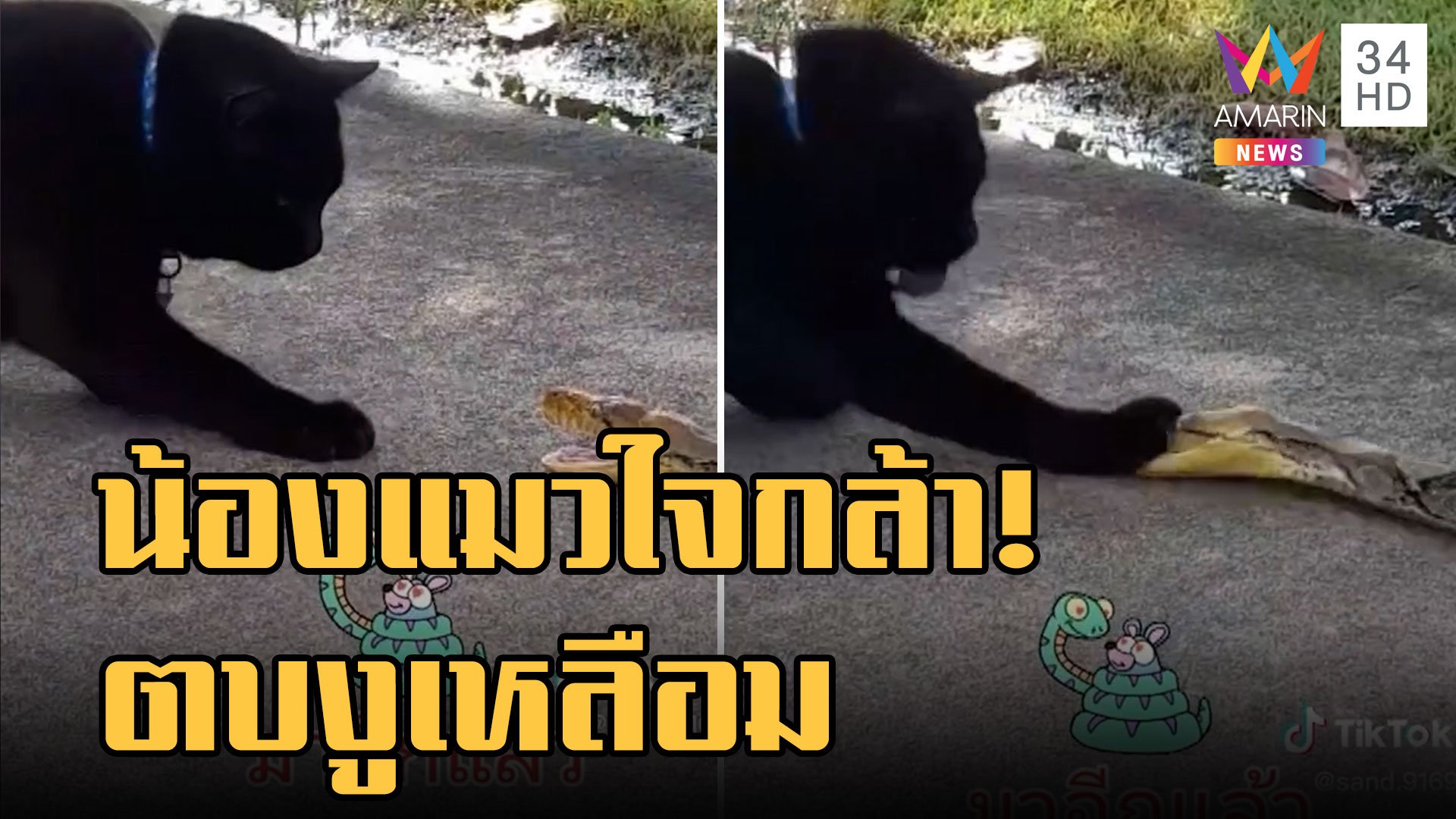 เจ้าเศรษฐี น้องแมวดำใจกล้าตบงูเหลือมหลายป้าบ | ข่าวอรุณอมรินทร์ | 20 พ.ย. 65 | AMARIN TVHD34