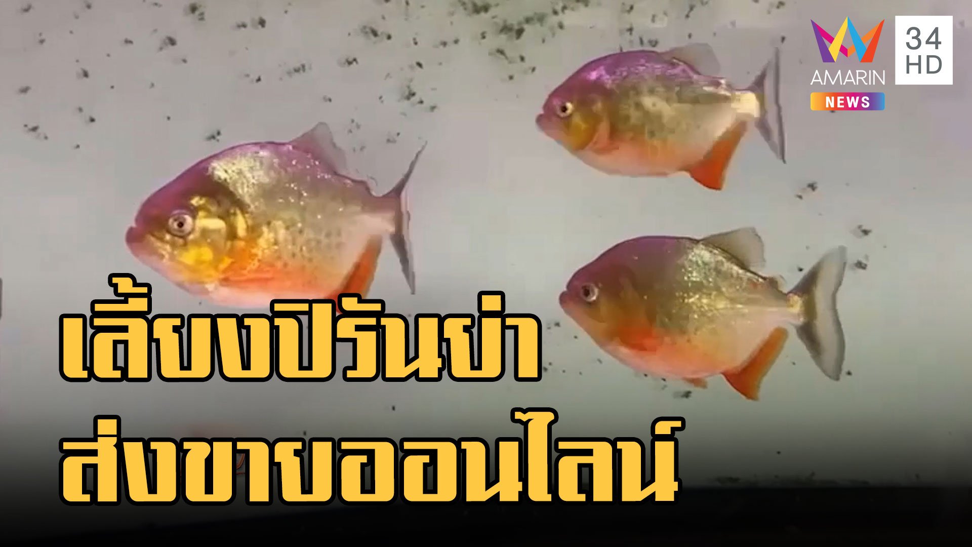 จับหนุ่มแอบขาย "ปลาปิรันย่า" ออนไลน์ โทษหนักติดคุกปรับเป็นล้าน | ข่าวอรุณอมรินทร์ | 20 ก.ย. 65 | AMARIN TVHD34