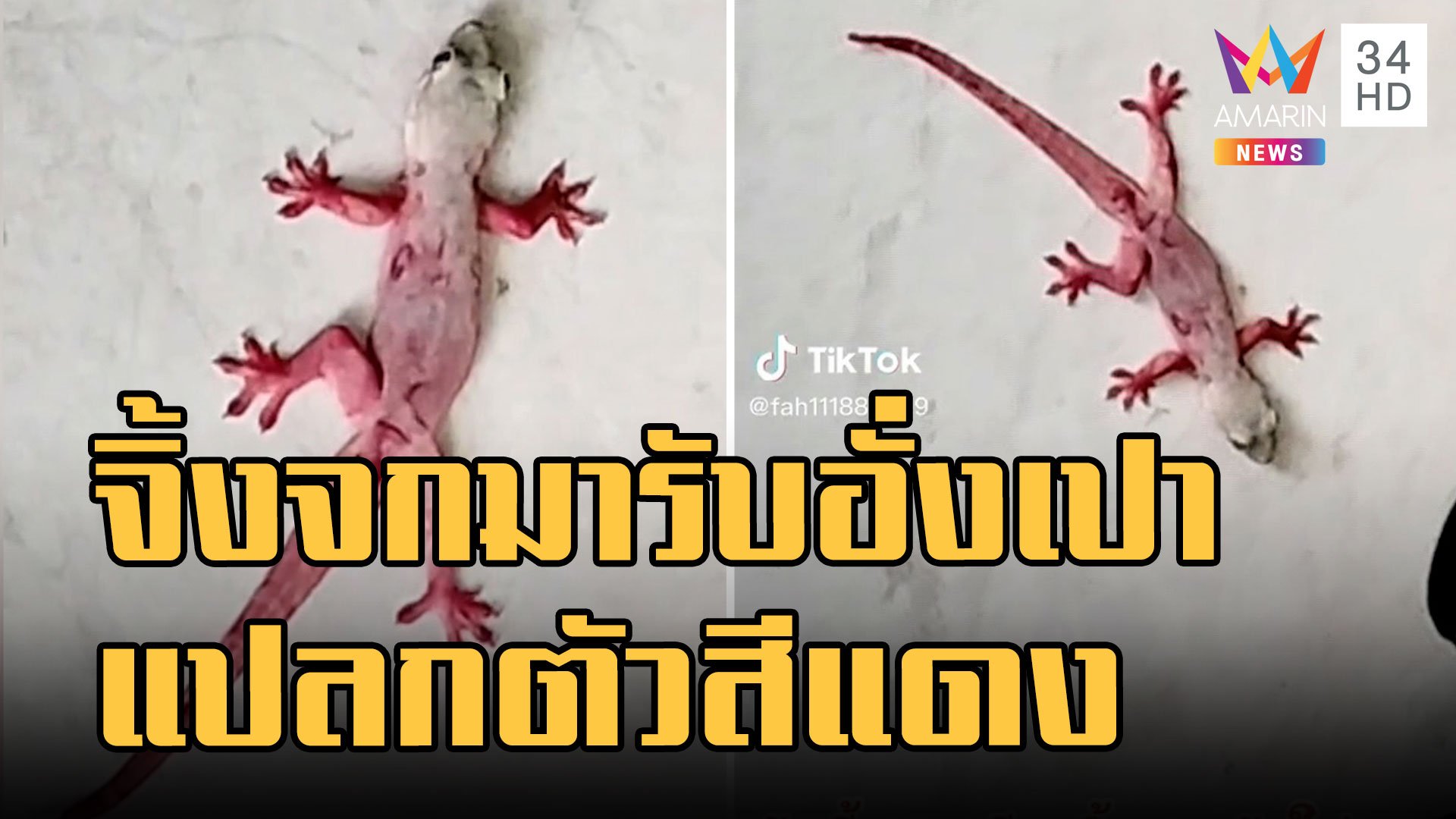 จิ้งจกสีแดง มาวันตรุษจีนรับอั่งเปา น้องตกขวดน้ำแดงรึเปล่า | ข่าวอรุณอมรินทร์ | 24 ม.ค. 66 | AMARIN TVHD34