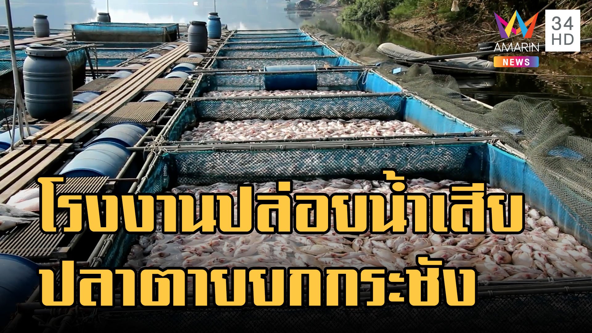 โรงงานปล่อยน้ำเสีย ปลาทับทิมตายยกกระชังครึ่งแสน | ข่าวอรุณอมรินทร์ | 24 ม.ค. 66 | AMARIN TVHD34