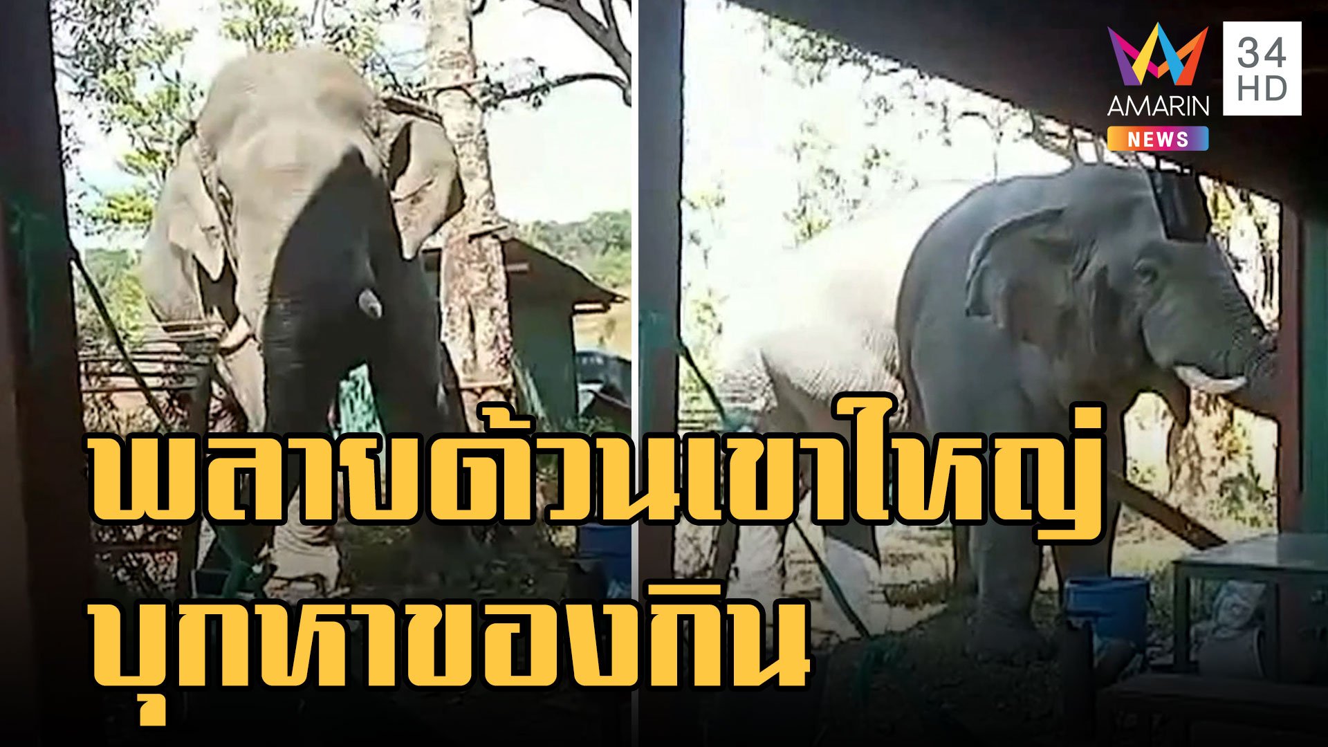 พลายด้วน ช้างป่าเขาใหญ่บุกบ้าน จนท.ขโมยอาหาร | ข่าวอรุณอมรินทร์ | 26 ม.ค. 66 | AMARIN TVHD34