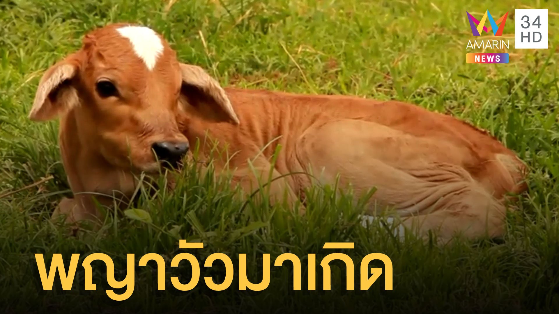 แม่วัวท้องที่ 7 ออกลูกเป็น 'พญาวัว' | ข่าวอรุณอมรินทร์ | 26 มิ.ย. 65 | AMARIN TVHD34