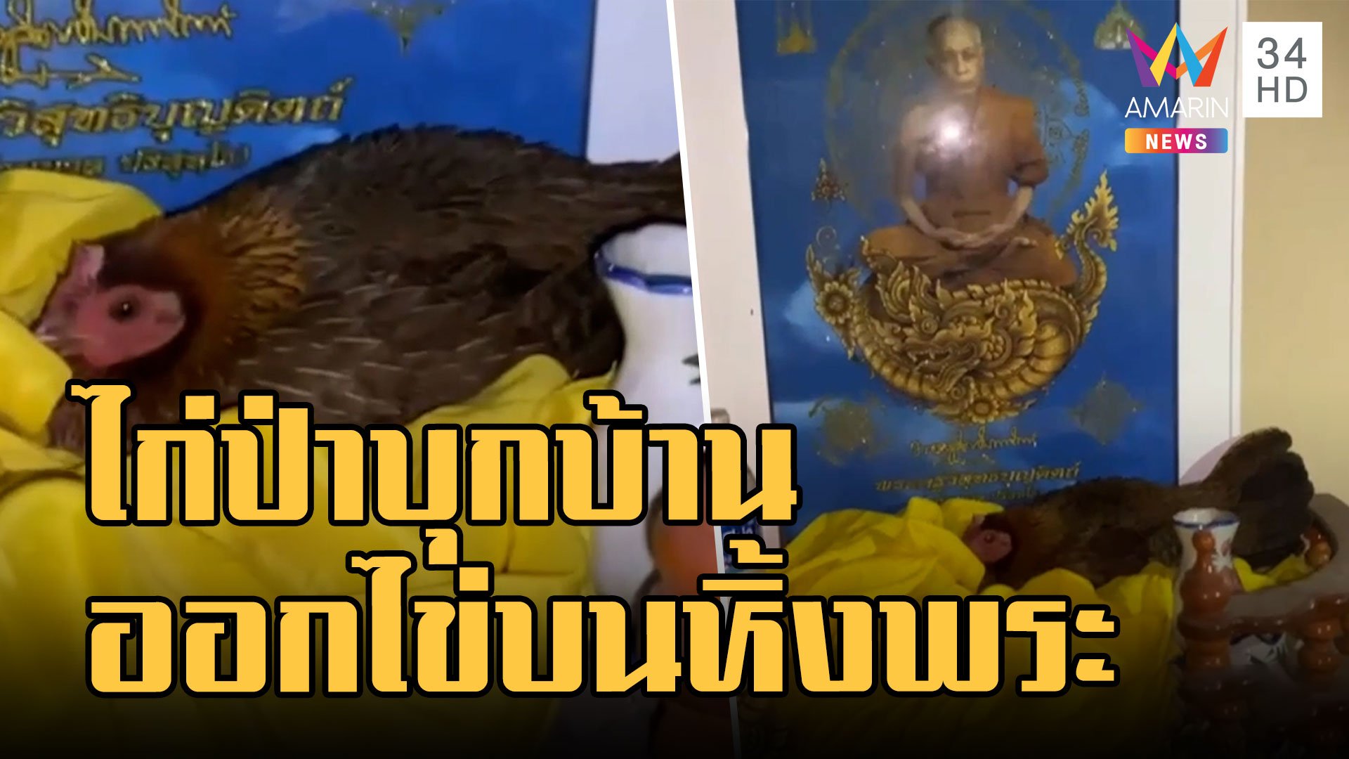 แม่ไก่ป่าฟักไข่บนหิ้งพระบูชาหลวงพ่อนวล ปริสุทโธ | ข่าวอรุณอมรินทร์ | 27 ธ.ค. 65 | AMARIN TVHD34