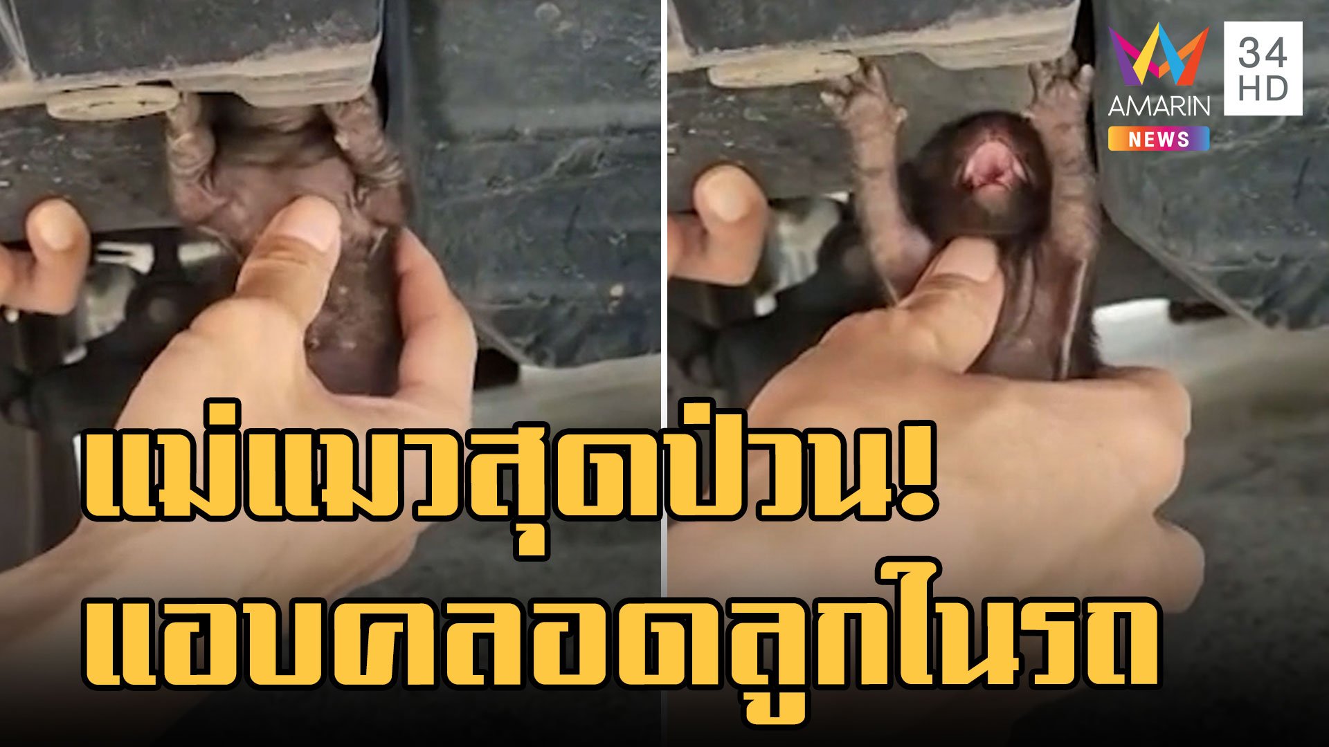 แม่แมวปีนเข้าใต้รถไปคลอดลูก ชาวเน็ตแห่ขอเลขทะเบียน | ข่าวอรุณอมรินทร์ | 27 ก.ย. 65 | AMARIN TVHD34