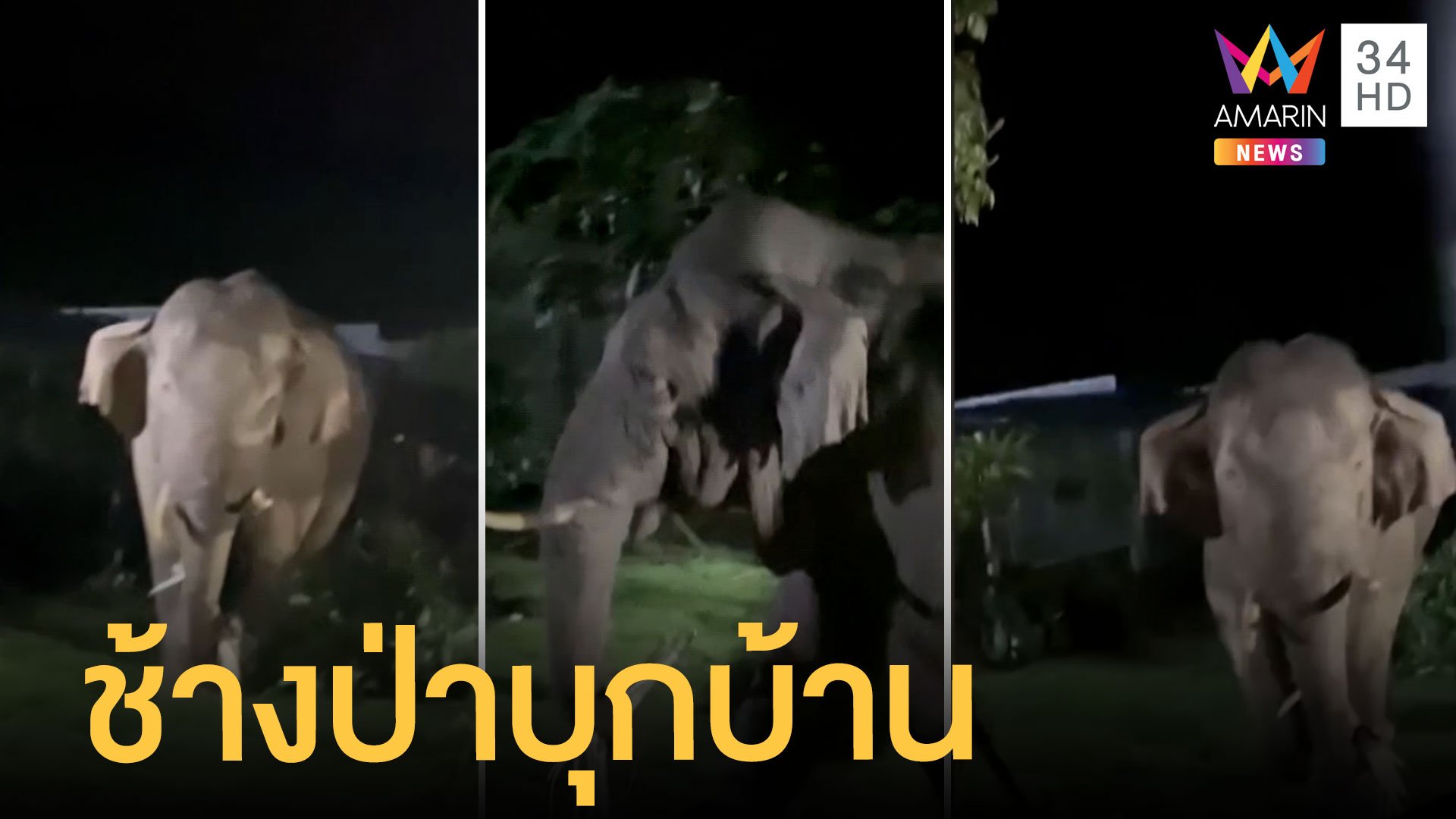 เจ้างาเบี่ยง ช้างป่าเขาใหญ่หิวหนักมาก บุกกินพืชสวนชาวบ้าน เจ้าของต้องอ้อนวอน | ข่าวอรุณอมรินทร์ | 28 มิ.ย. 65 | AMARIN TVHD34