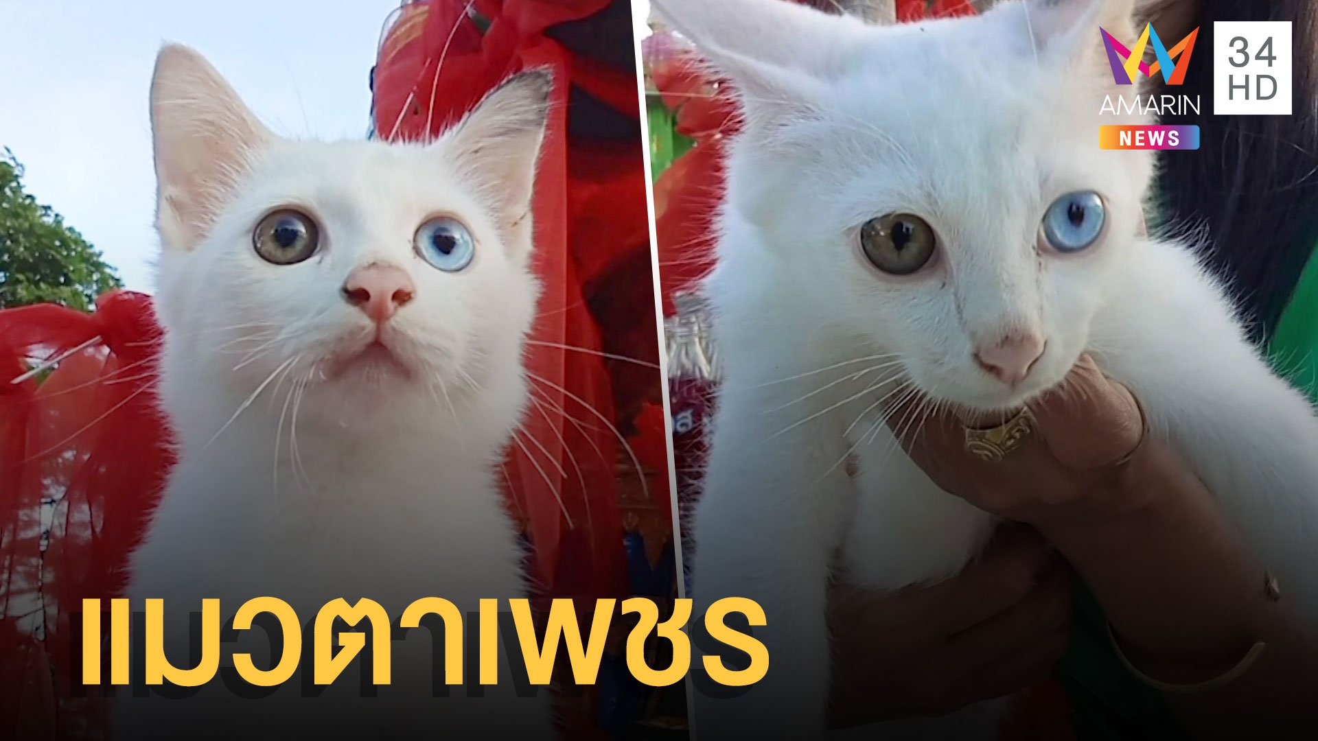 ไว้ท้าวเวสสุวรรณเจอแมวขาวตาเพชรโดนทิ้งไว้ที่วัด | ข่าวอรุณอมรินทร์ | 30 มิ.ย. 65 | AMARIN TVHD34