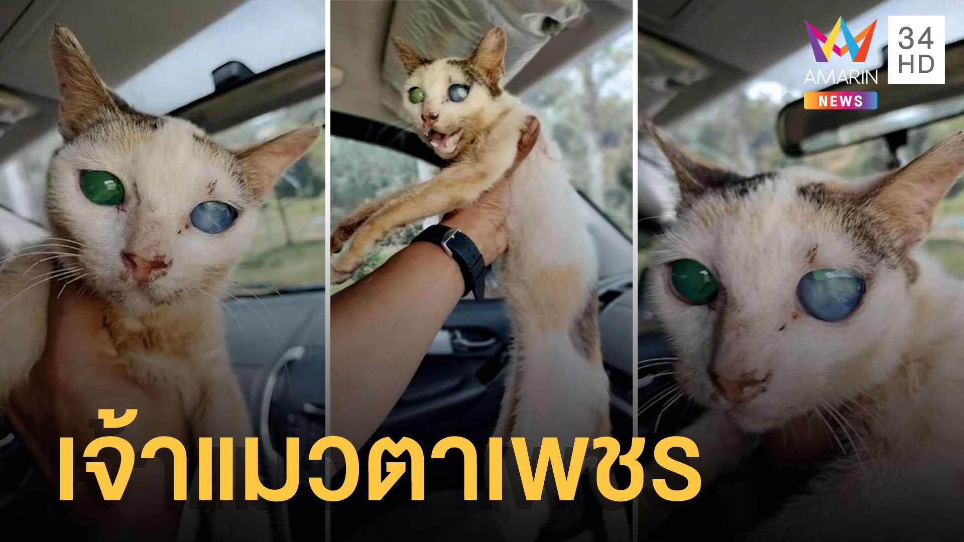 หนุ่มเจอ "แมวตาเพชร" ข้างถนน ดวงตาสวยมากสีฟ้ากับสีเขียว | ข่าวอรุณอมรินทร์ | 9 ส.ค. 65 | AMARIN TVHD34